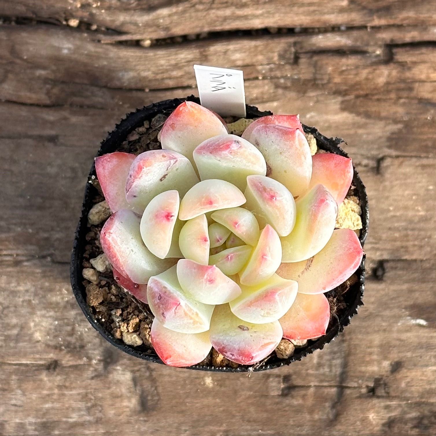 1-7】多肉植物4点セット（現品限り） - メルカリ