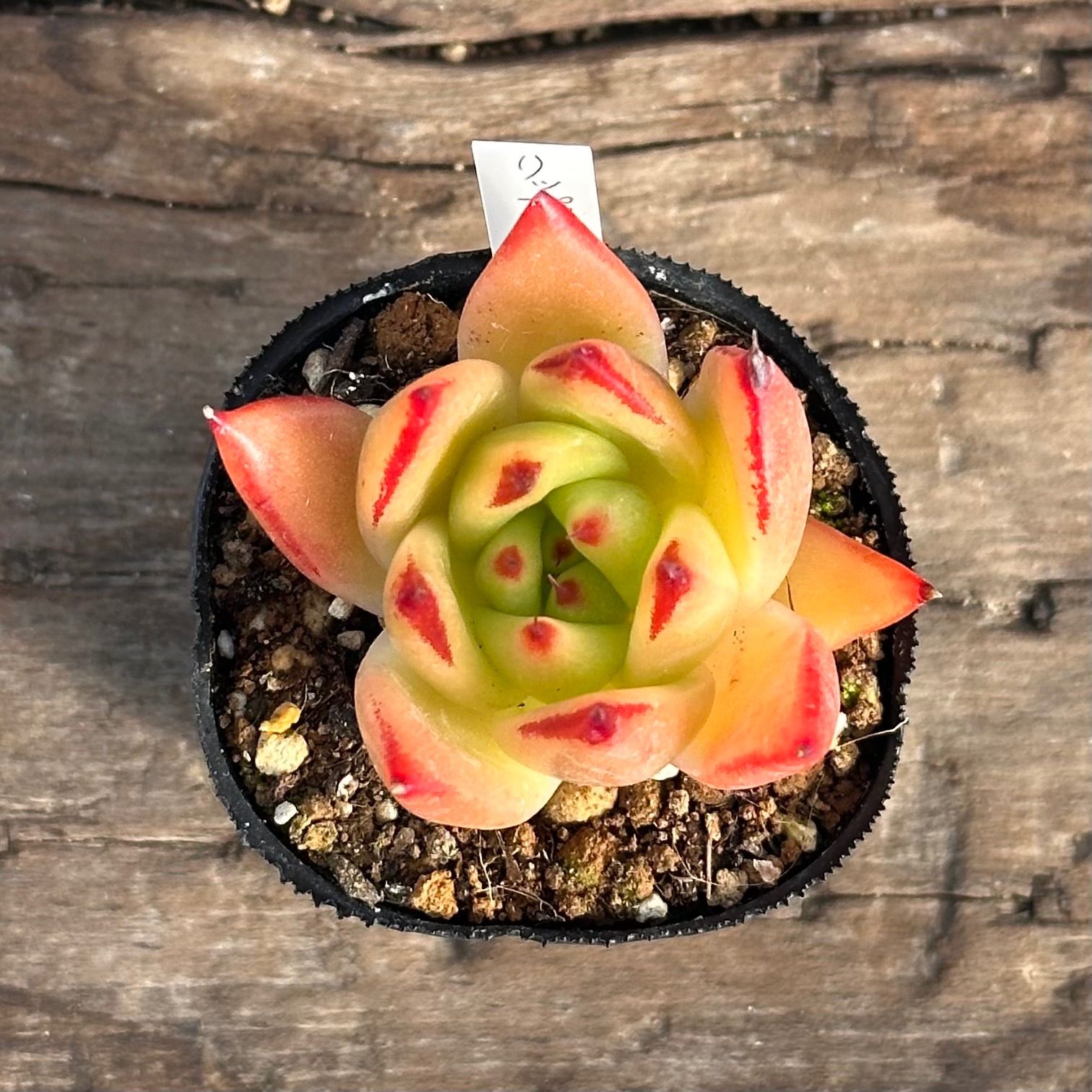 1-7】多肉植物4点セット（現品限り） - メルカリ