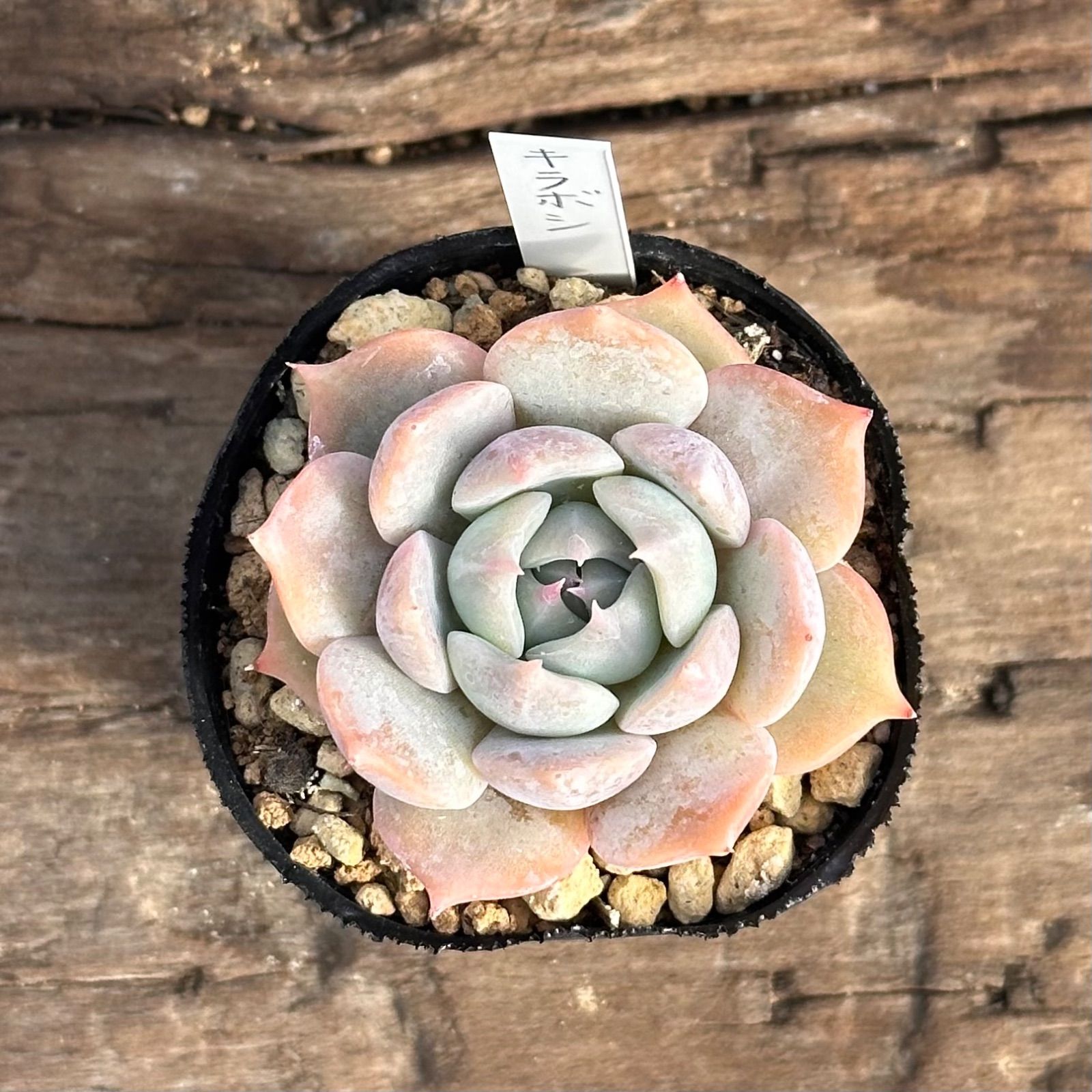 1-7】多肉植物4点セット（現品限り） - メルカリ