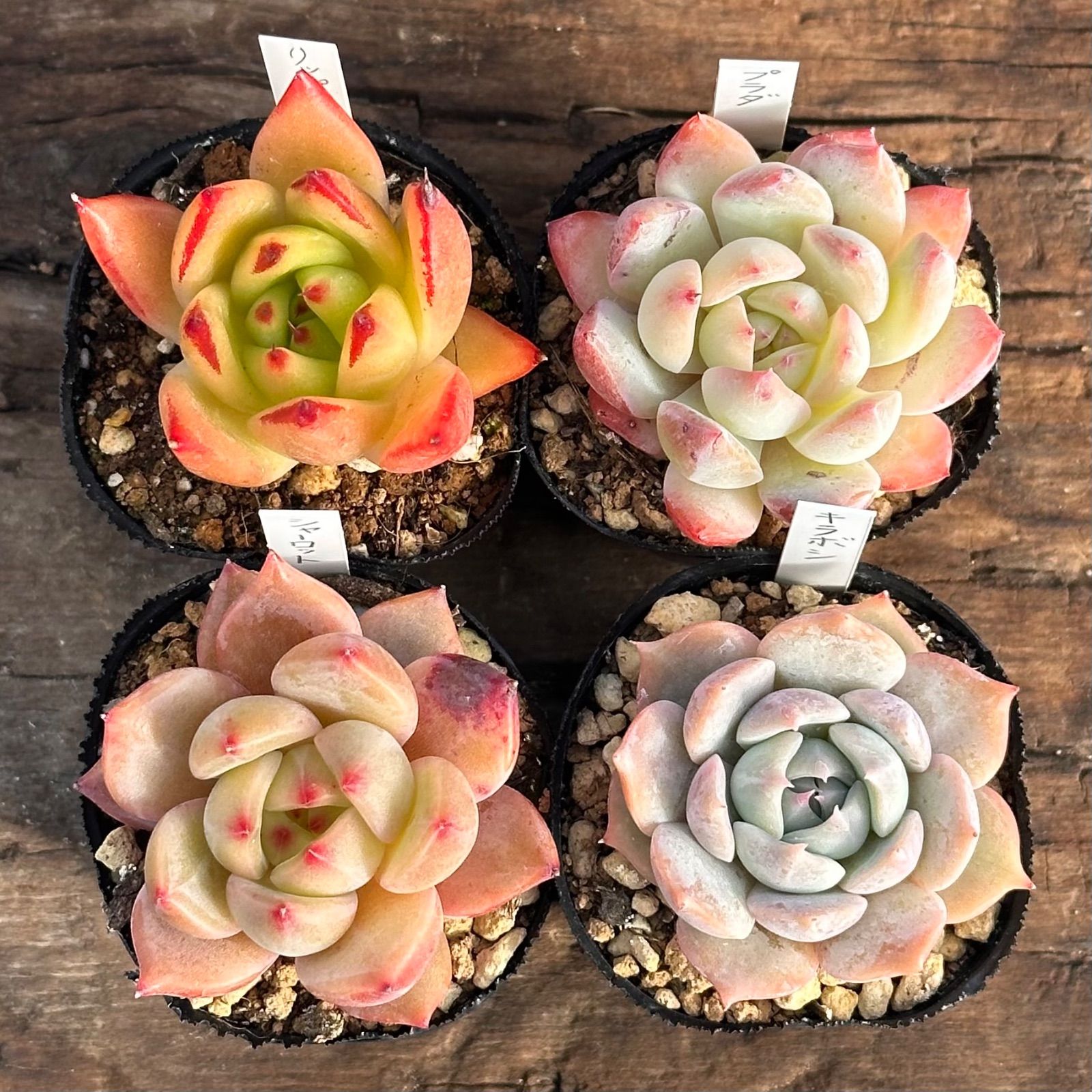 1-7】多肉植物4点セット（現品限り） - メルカリ
