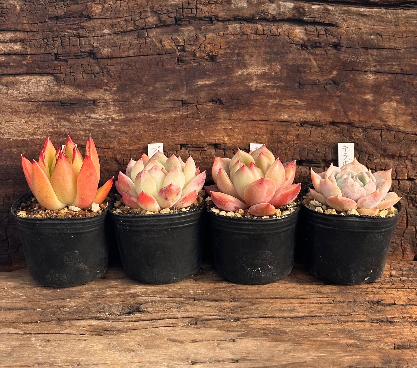 1-7】多肉植物4点セット（現品限り） - メルカリ