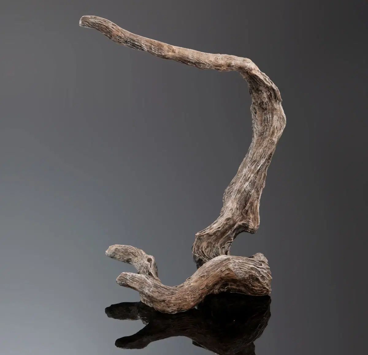 いきもの大図鑑 パンサーカメレオン