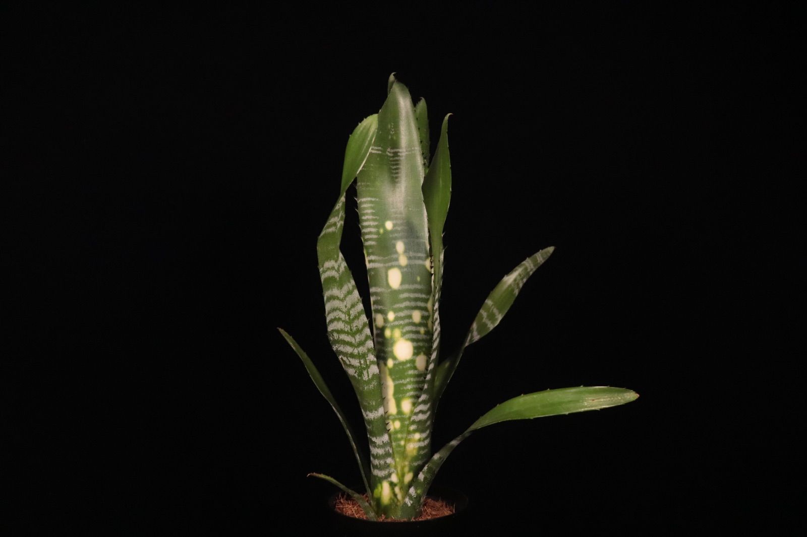 Billbergia vittata ‘Domingos Martins' 送料無料】Billbergia vittata 'Domingos Martins'〔ビルベルギア
