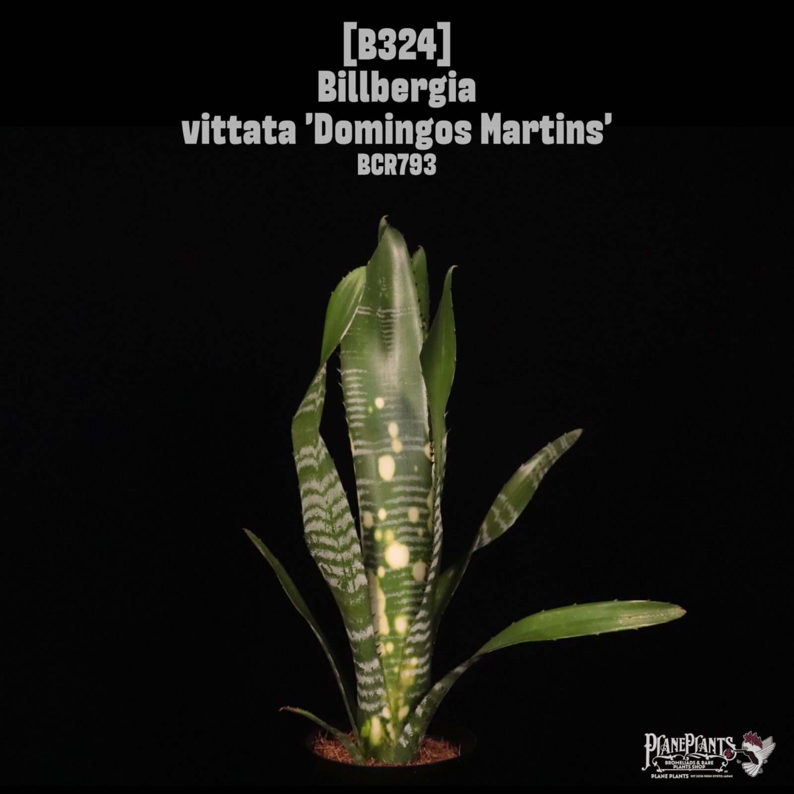 送料無料】Billbergia vittata 'Domingos Martins'〔ビルベルギア