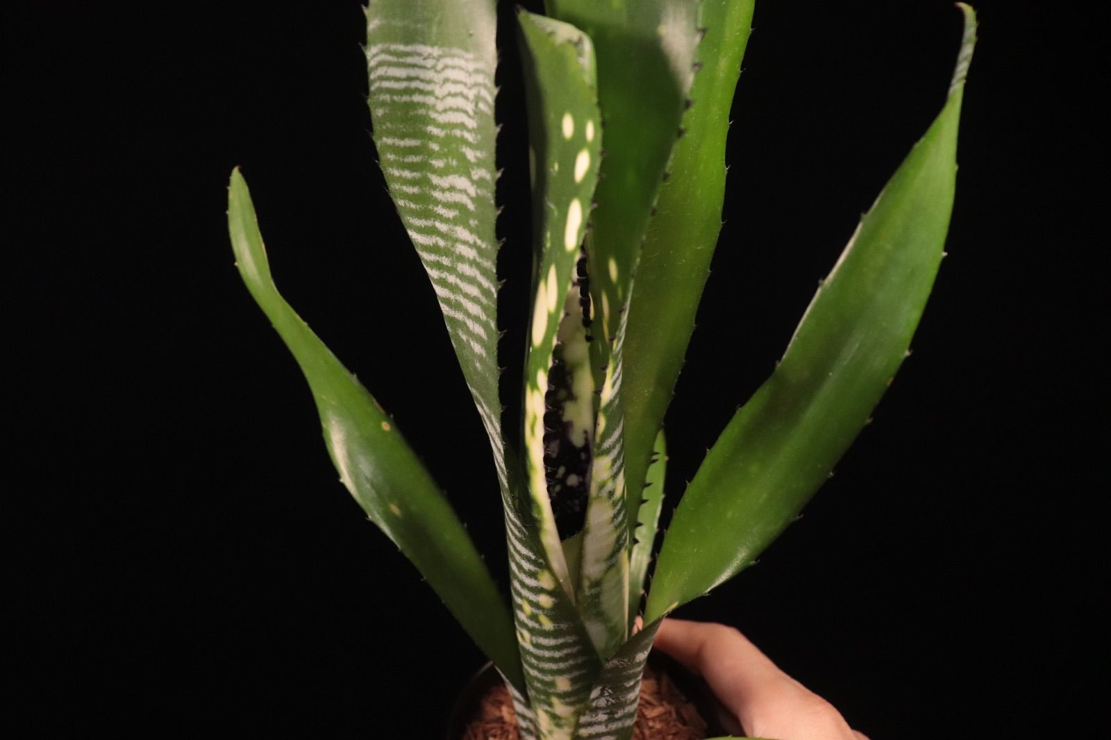 送料無料】Billbergia vittata 'Domingos Martins'〔ビルベルギア