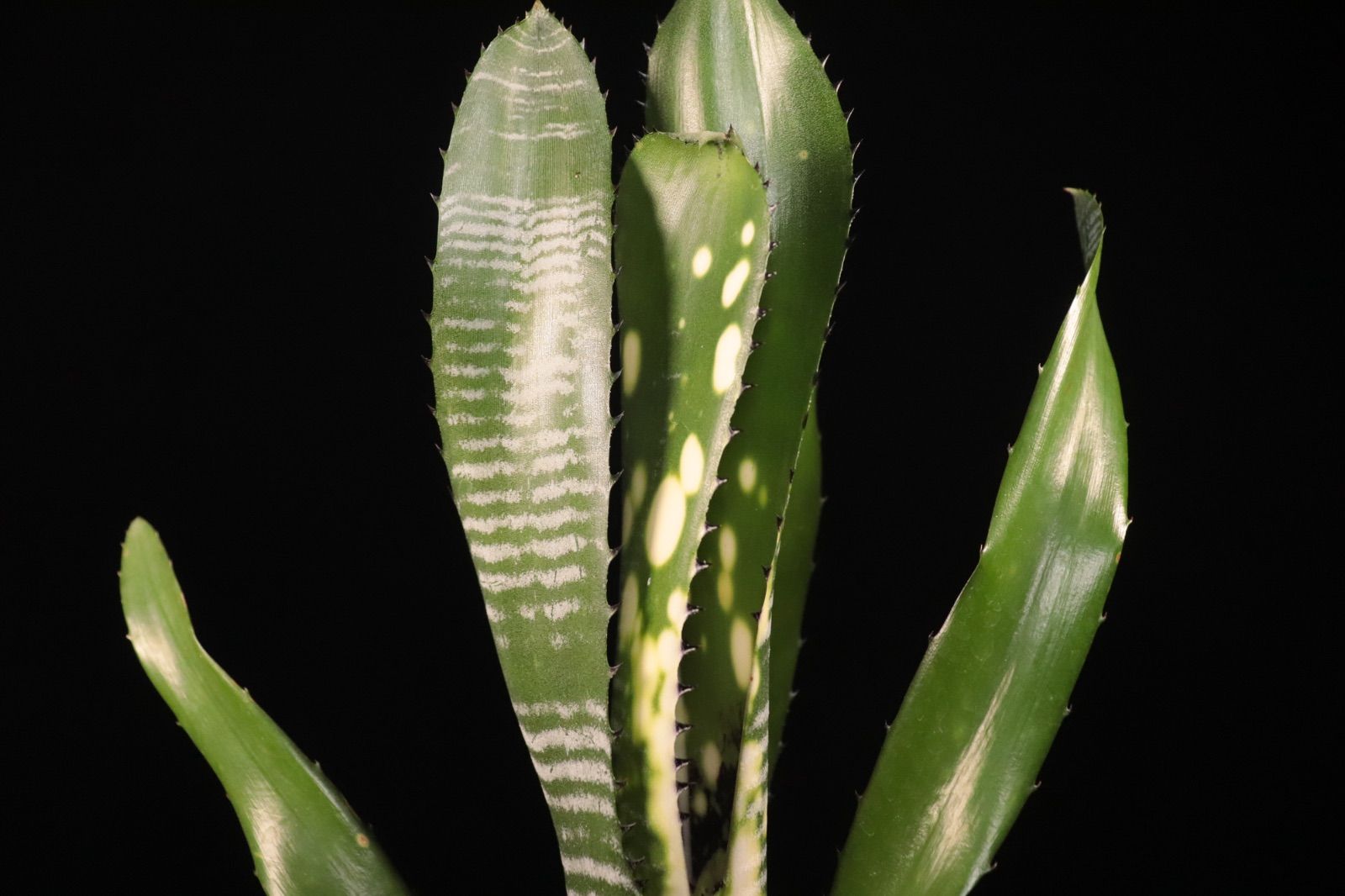 送料無料】Billbergia vittata 'Domingos Martins'〔ビルベルギア