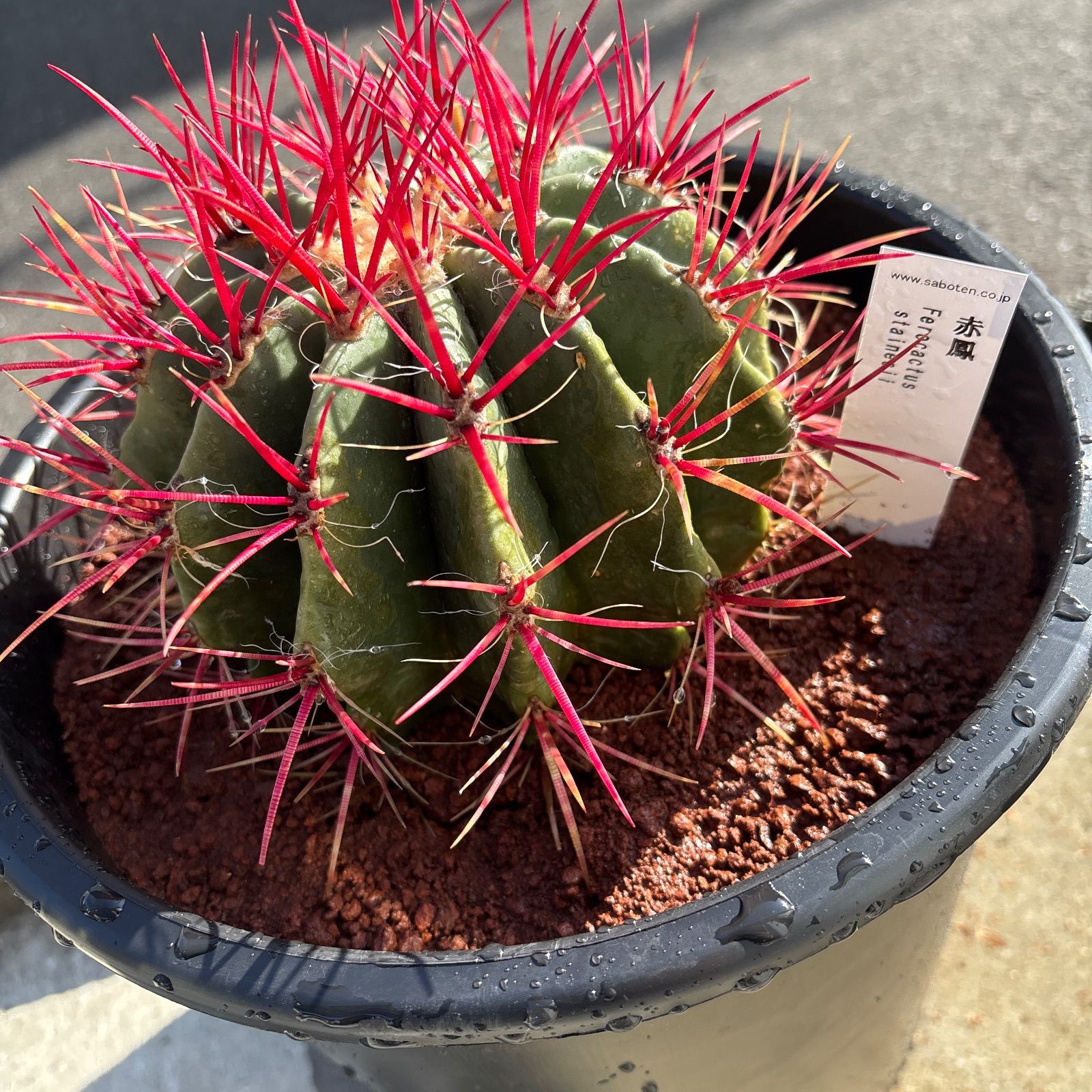 フェロカクタス　赤鳳　8号　本物　ロックガーデン 厳選株 フェロカクタス 赤鳳 8号 本物 ロックガーデン - メルカリ