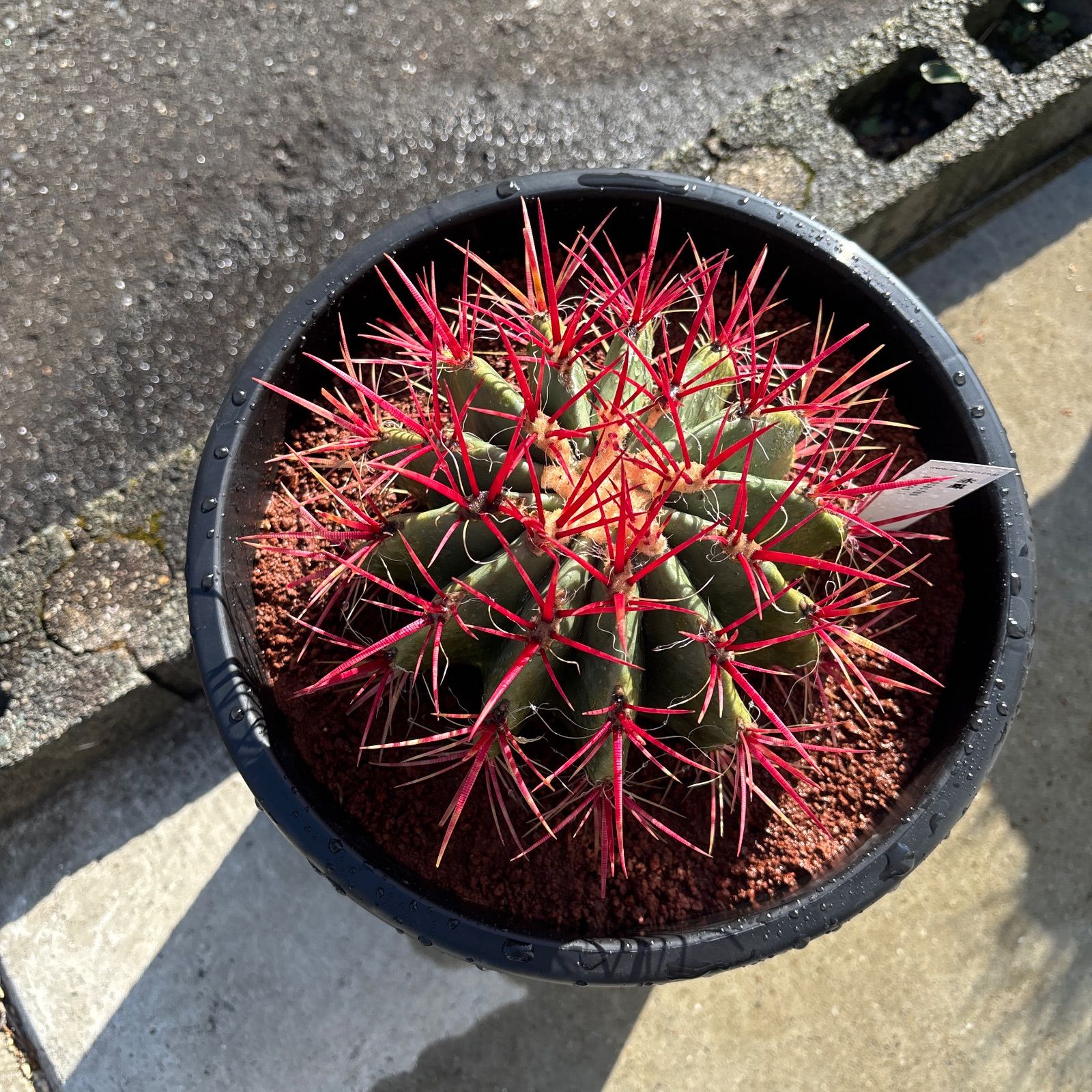 厳選株 フェロカクタス 赤鳳 8号 本物 ロックガーデン - メルカリ