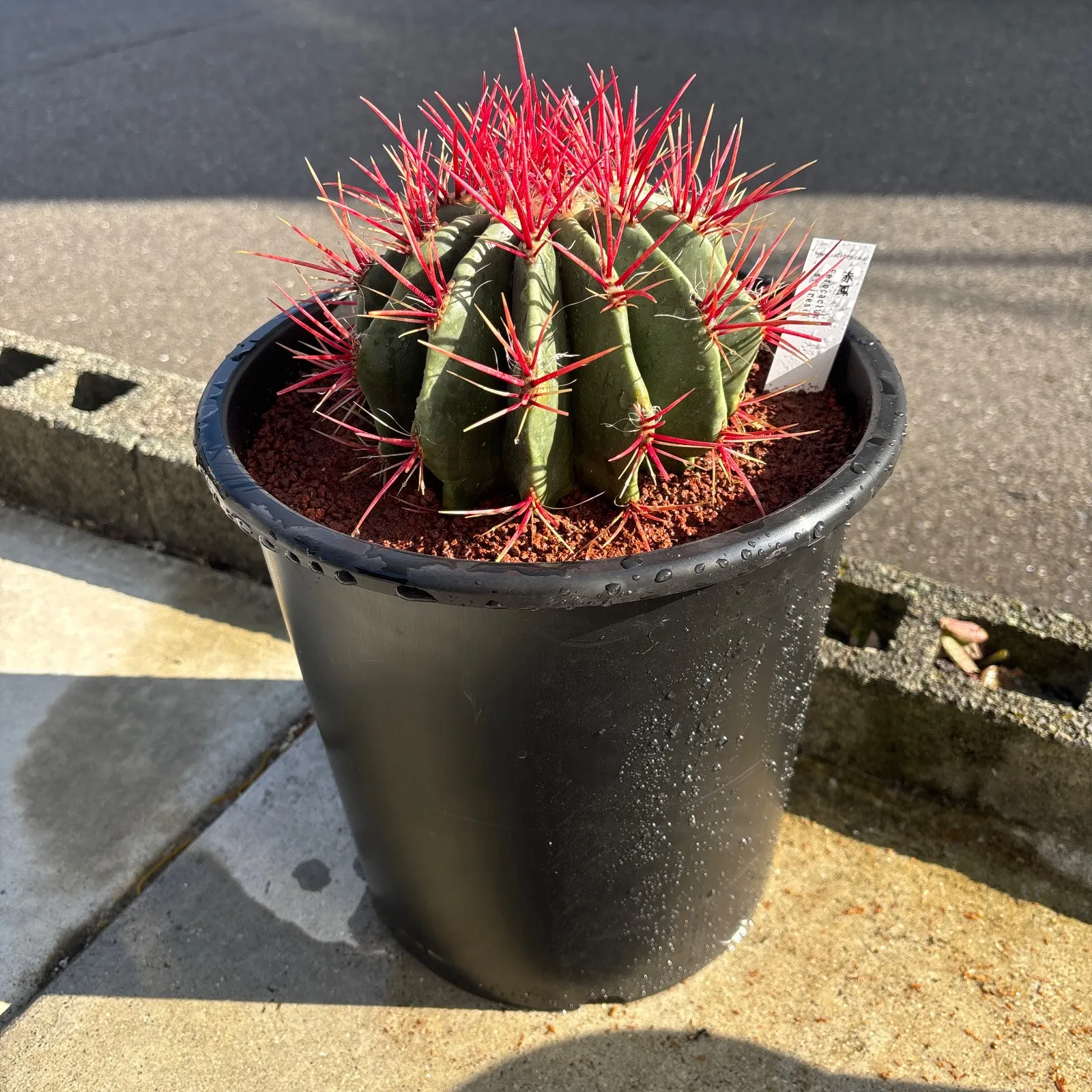 2026年最新】フェロカクタス 赤鳳の人気アイテム - メルカリ