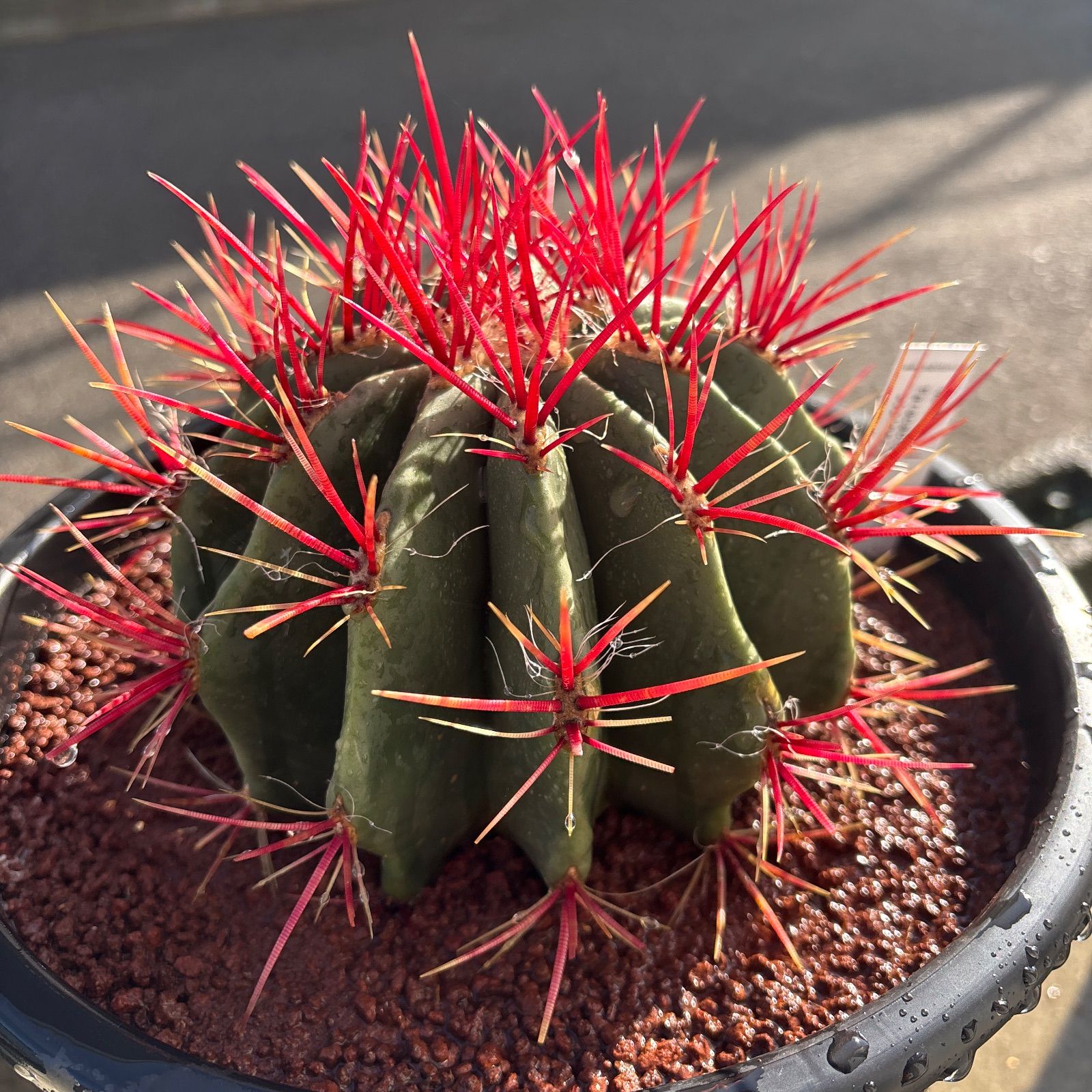 厳選株 フェロカクタス 赤鳳 8号 本物 ロックガーデン - メルカリ