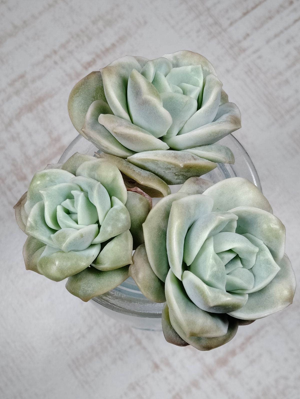 バンプラブリーローズ 分離苗 A 多肉植物 - メルカリ