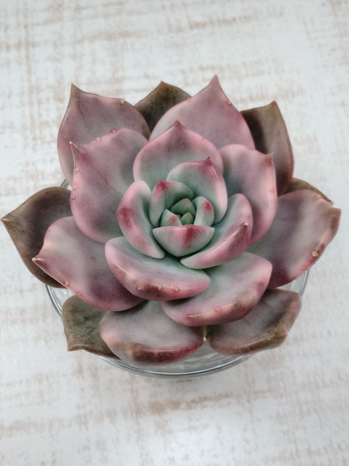 花風錦 韓国苗 多肉植物 - メルカリ