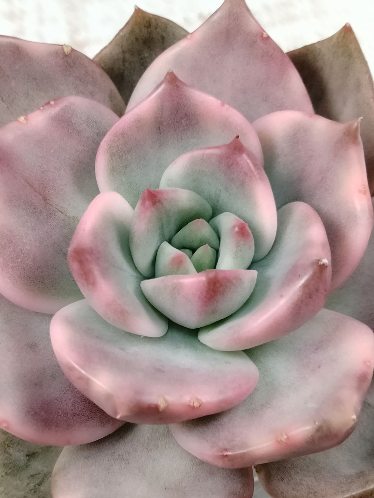 メルカリ便　フィレンツェ錦　韓国苗 メルカリ便 フィレンツェ錦 小苗 - メルカリ