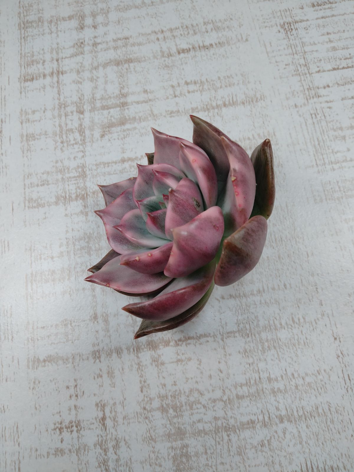 花風錦 韓国苗 多肉植物 - メルカリ