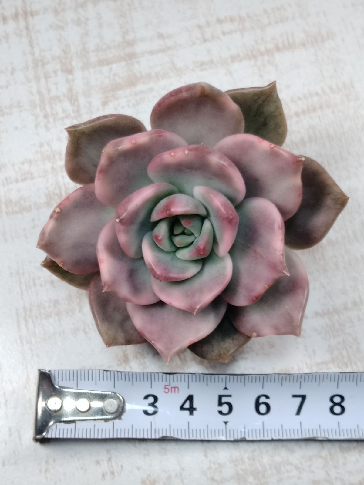 花風錦 韓国苗 多肉植物 - メルカリ