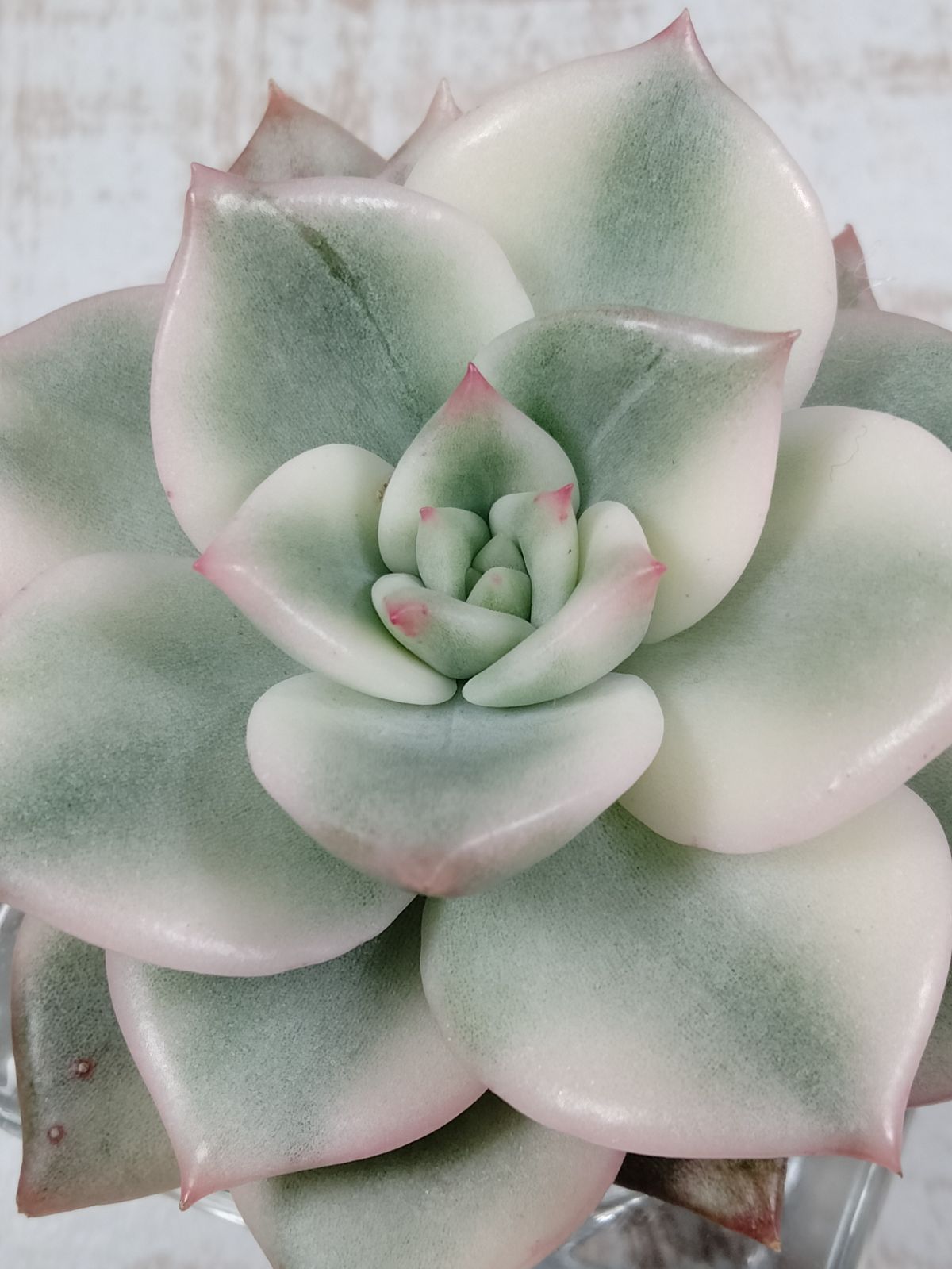 虹錦 A 韓国苗 多肉植物 - メルカリ