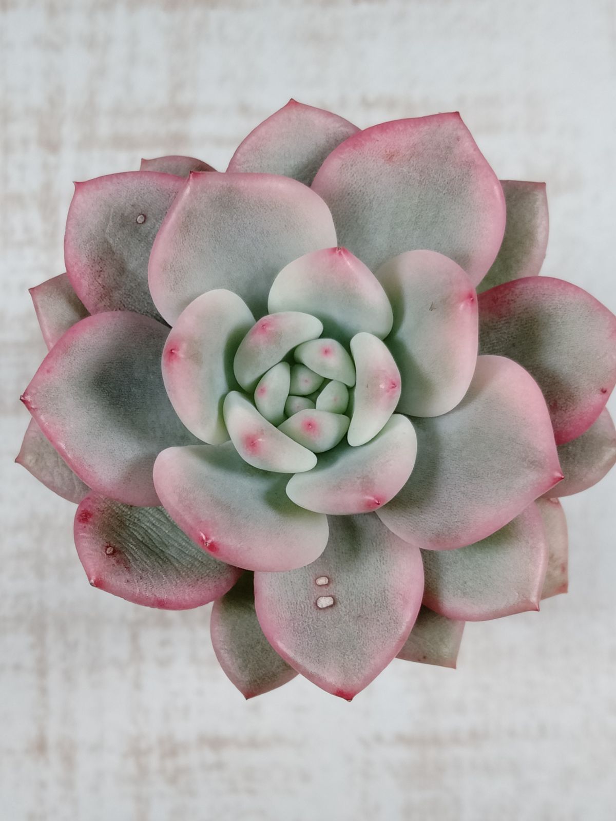 多肉植物　アリエル錦　抜き苗 楽天市場】【当店農場生産】◎多肉植物 エケベリア アリエル錦 7.5