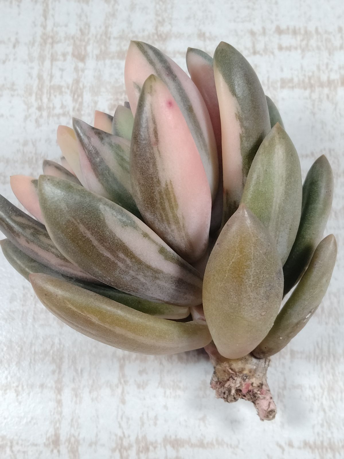 紫麗殿錦 多肉植物 - メルカリ