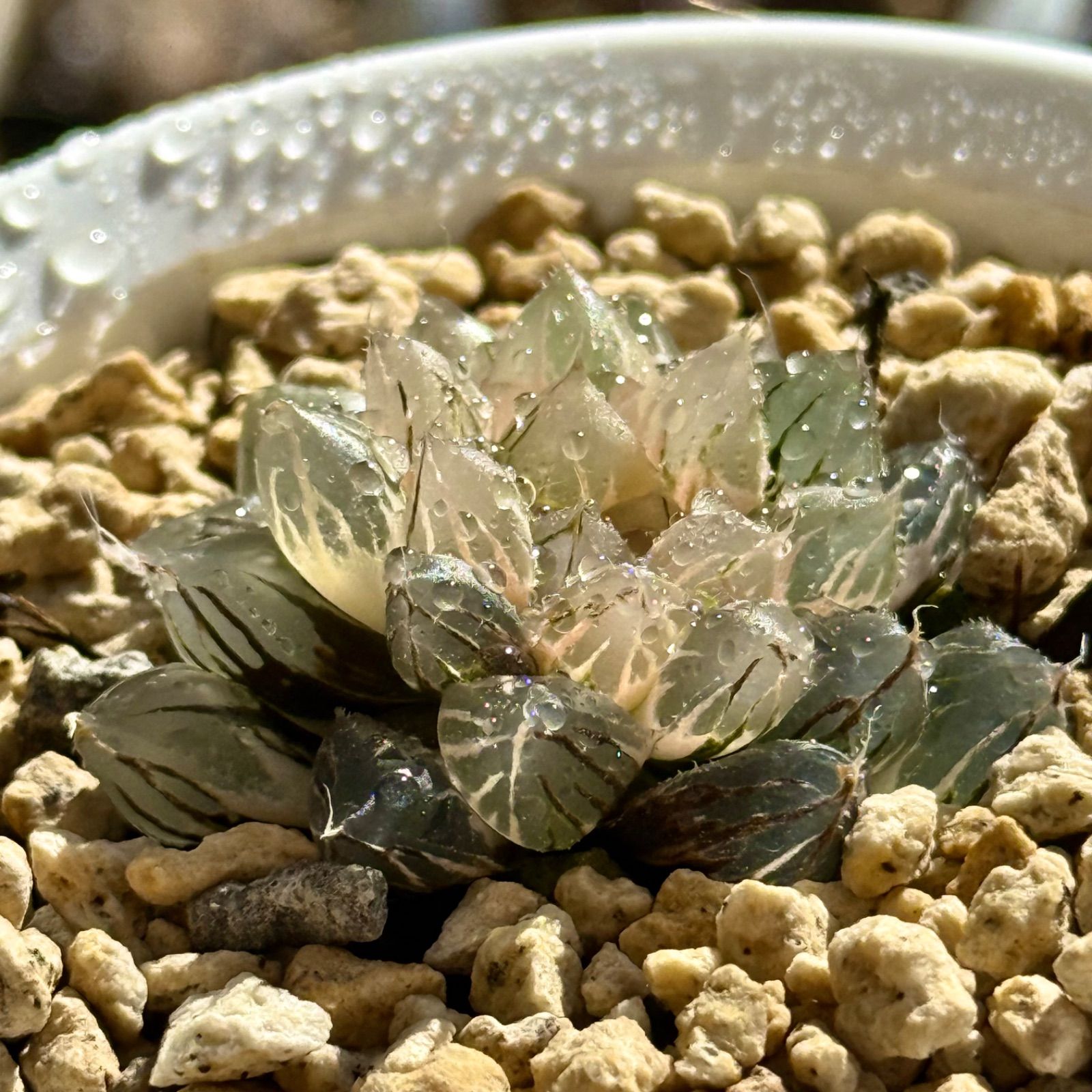 o*n様 月晃殿からの実生 大株 鉢植え メルカリ便送料込み o*n様 月晃殿からの実生 大株 鉢植え メルカリ便送料