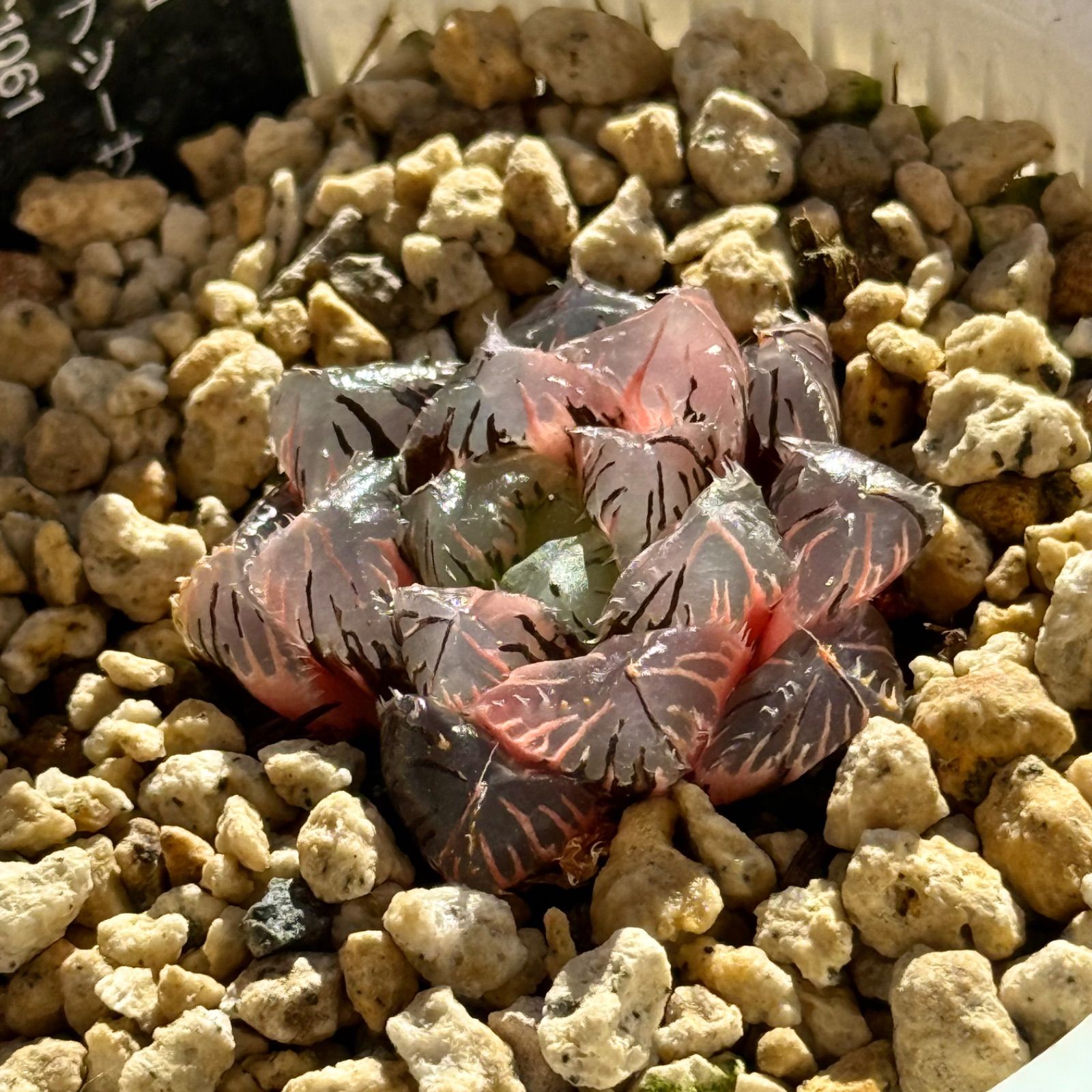 chikky様専用 - メルカリ