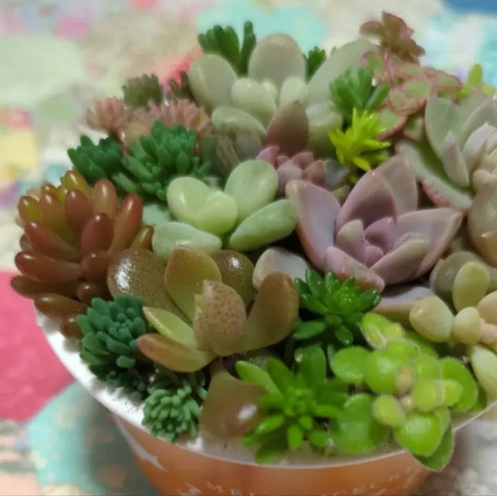 多肉植物 カット苗 ちび苗寄せ植えセット3 7センチ - メルカリ