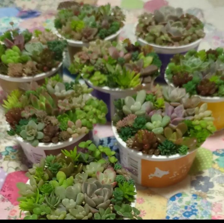 多肉植物 カット苗 ちび苗寄せ植えセット3 7センチ - メルカリ