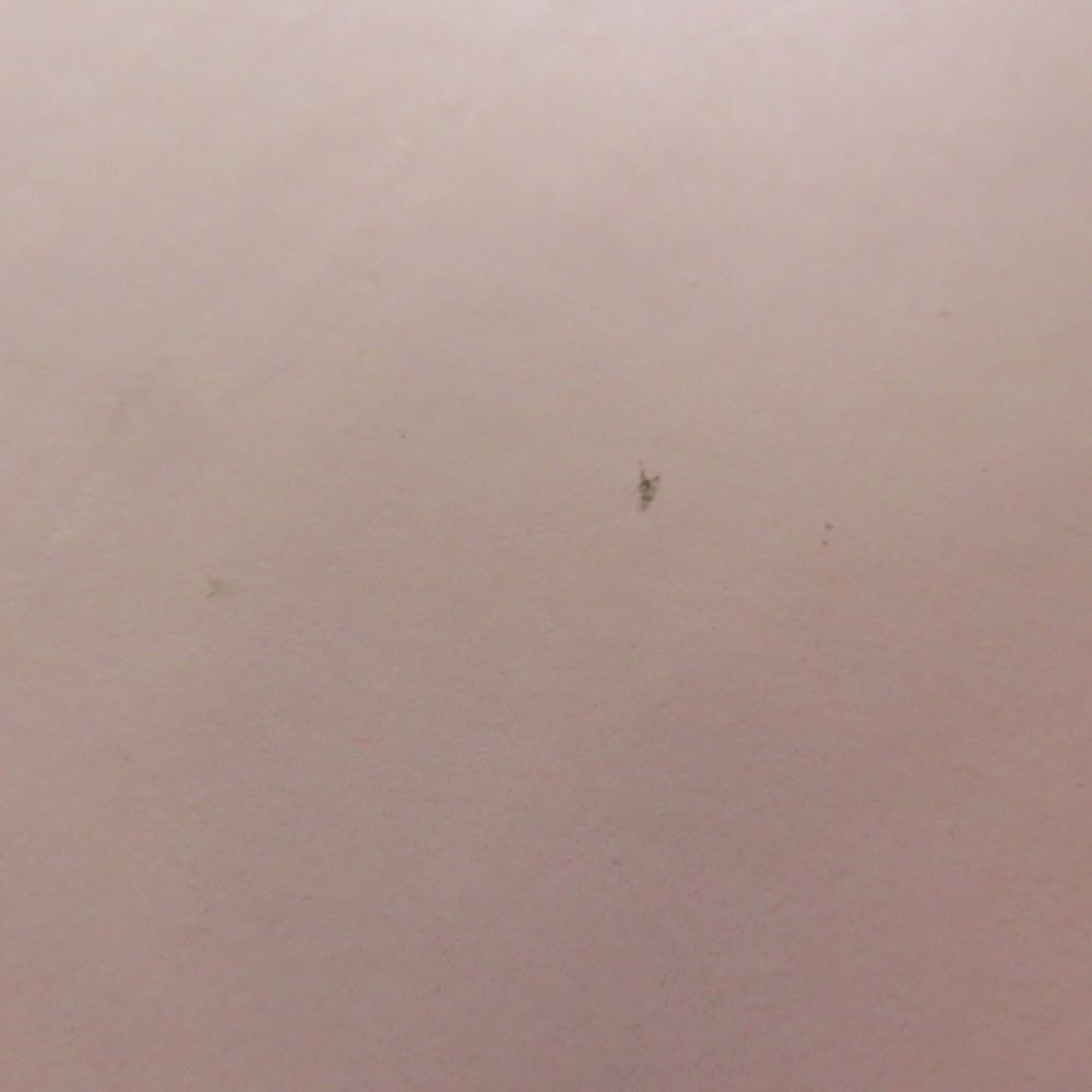 美品 Notime ノータイム icelady cabriolet SKB-2308 家庭用光美容器