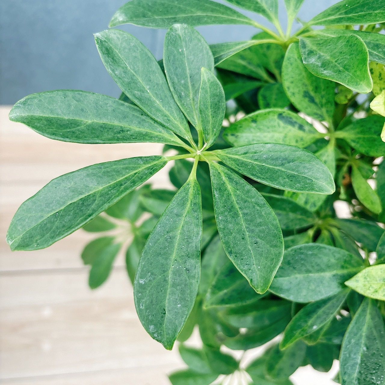 在庫］【希少】シェフレラ アナ 7号 観葉植物 室内 大型 レア 斑入り