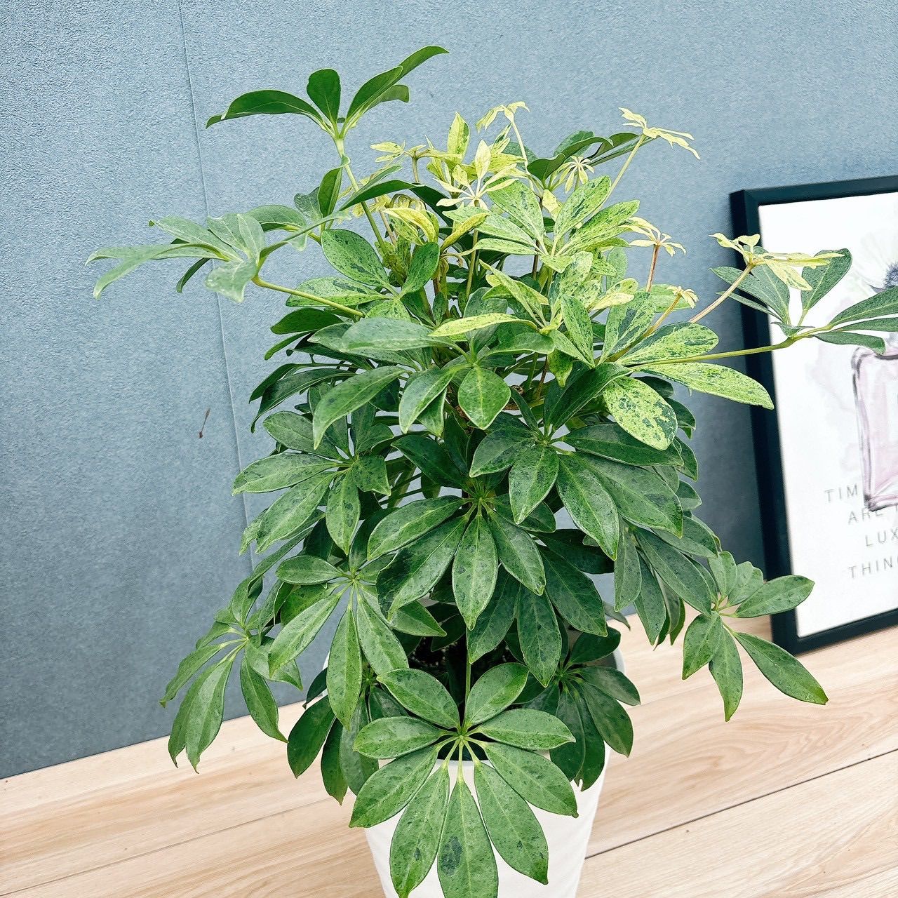 在庫］【希少】シェフレラ アナ 7号 観葉植物 室内 大型 レア 斑入り