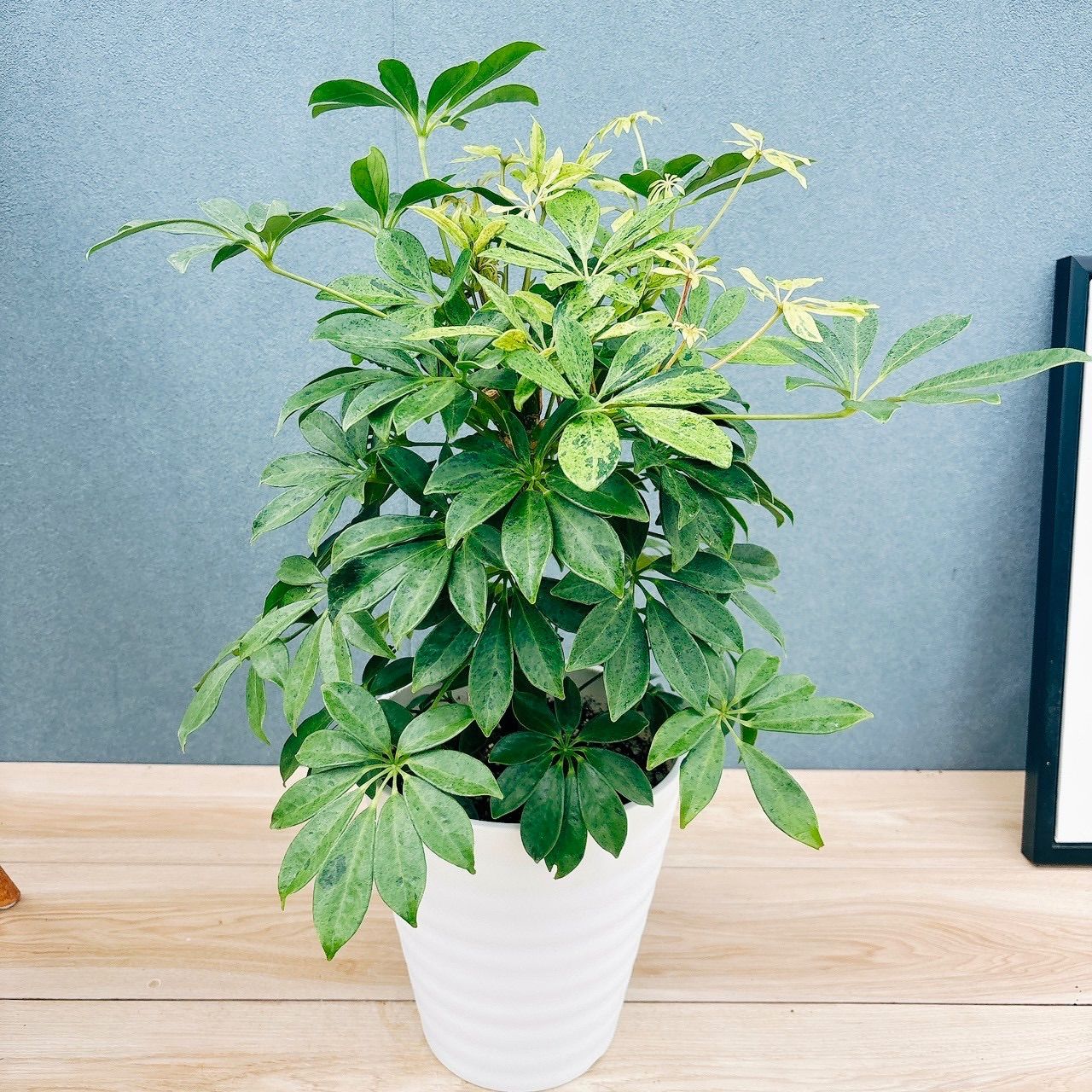 在庫］【希少】シェフレラ アナ 7号 観葉植物 室内 大型 レア 斑入り