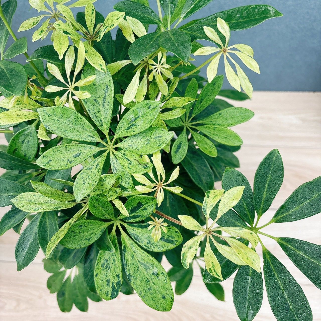 在庫］【希少】シェフレラ アナ 7号 観葉植物 室内 大型 レア 斑入り