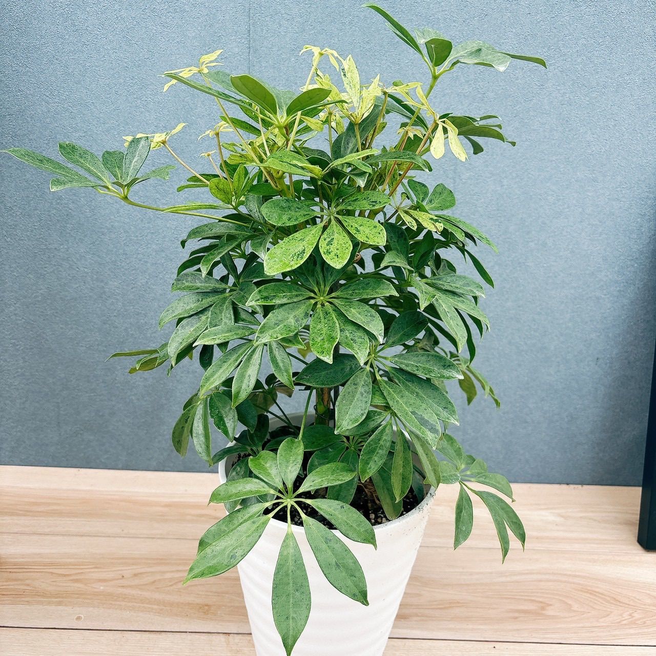 在庫］【希少】シェフレラ アナ 7号 観葉植物 室内 大型 レア 斑入り