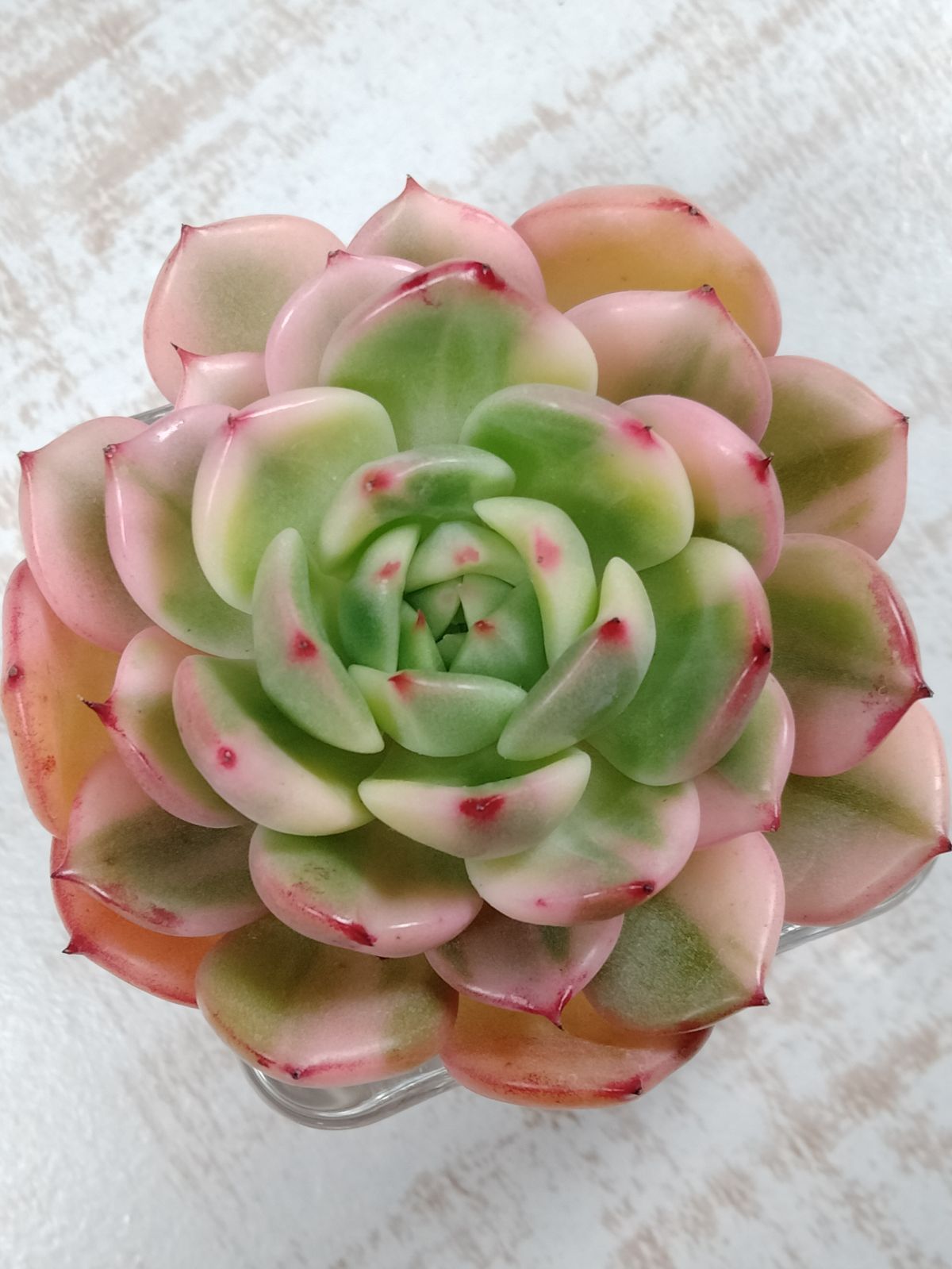 フラメンコ錦 多肉植物 - メルカリ