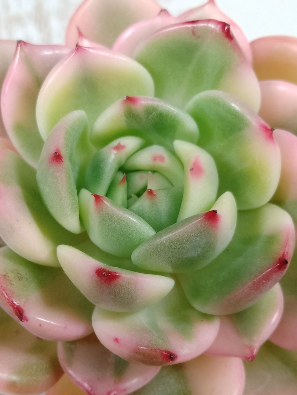 専用　多肉植物　大き目❁︎フラメンコ錦　未発根 専用 多肉植物 大き目❁︎フラメンコ錦 未発根 専用 多肉植物 大き目