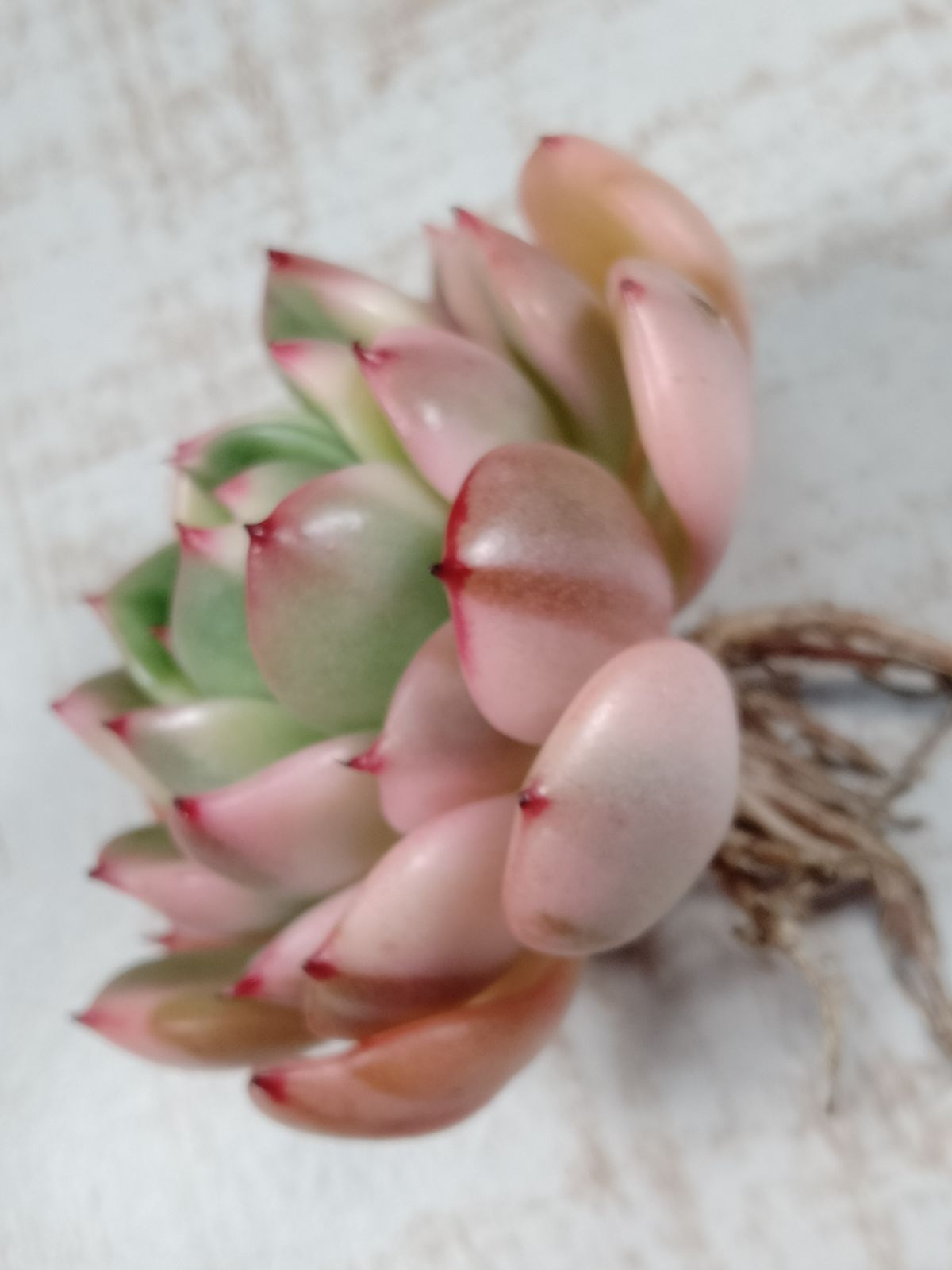 フラメンコ錦 多肉植物 - メルカリ