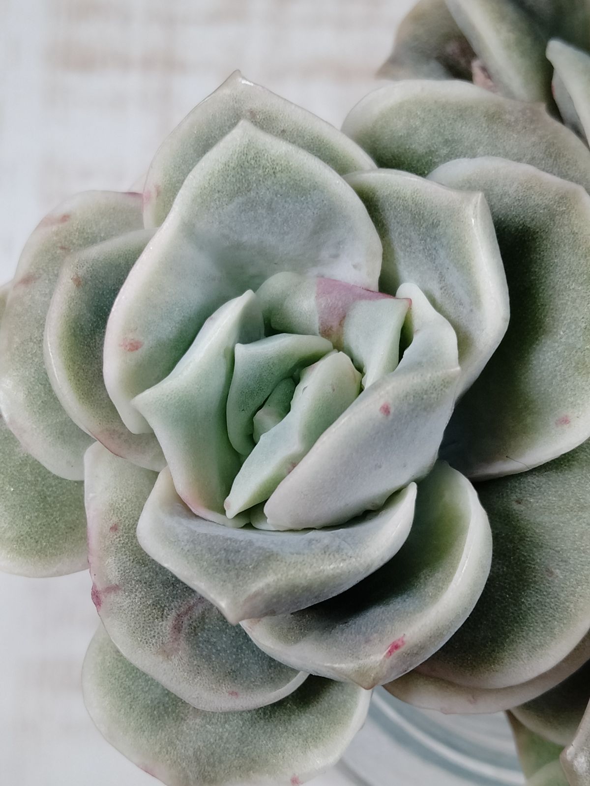 ラブリーローズ錦 赤 A 分離苗 多肉植物 - メルカリ