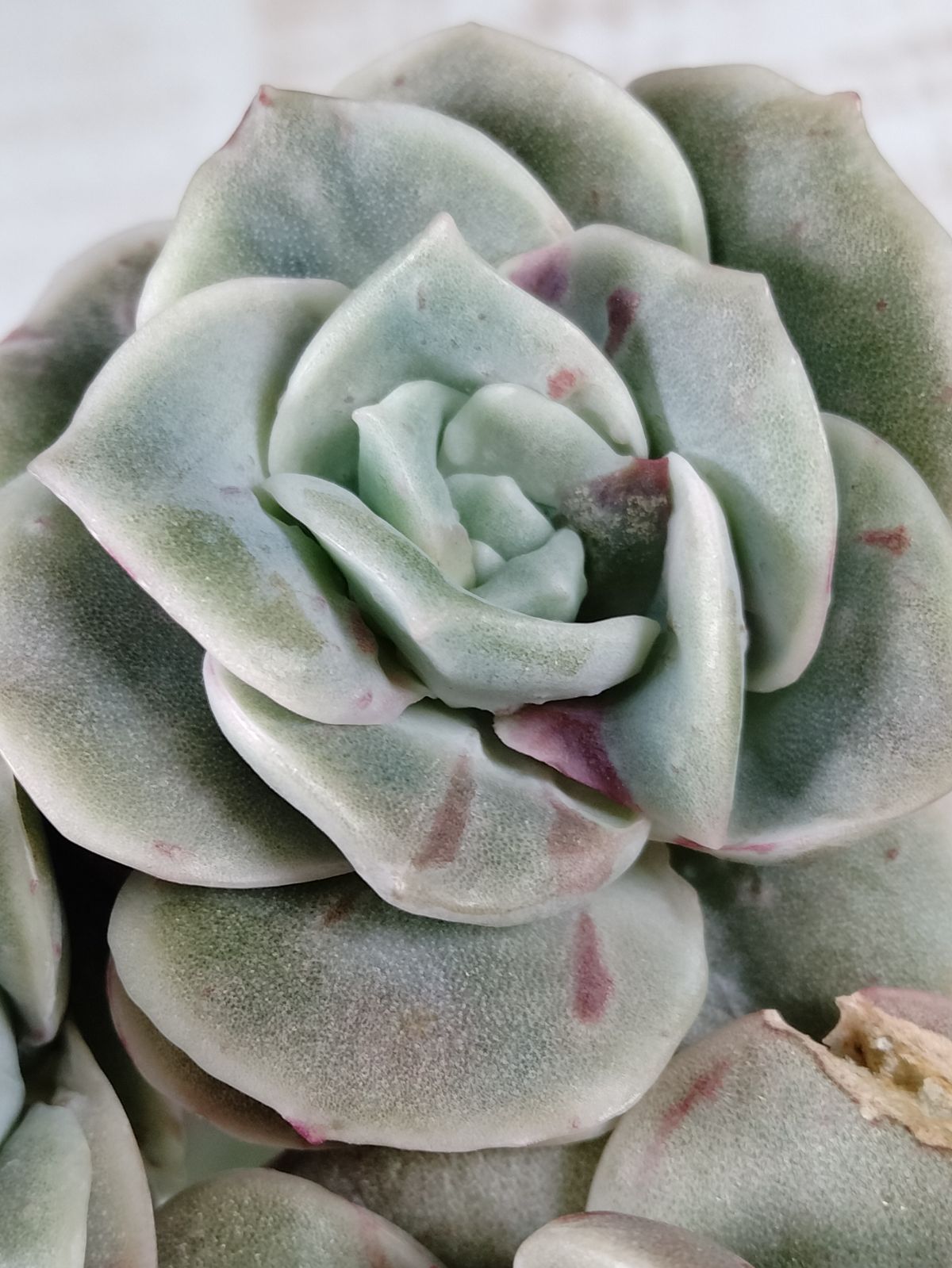 ラブリーローズ錦 赤 A 分離苗 多肉植物 - メルカリ