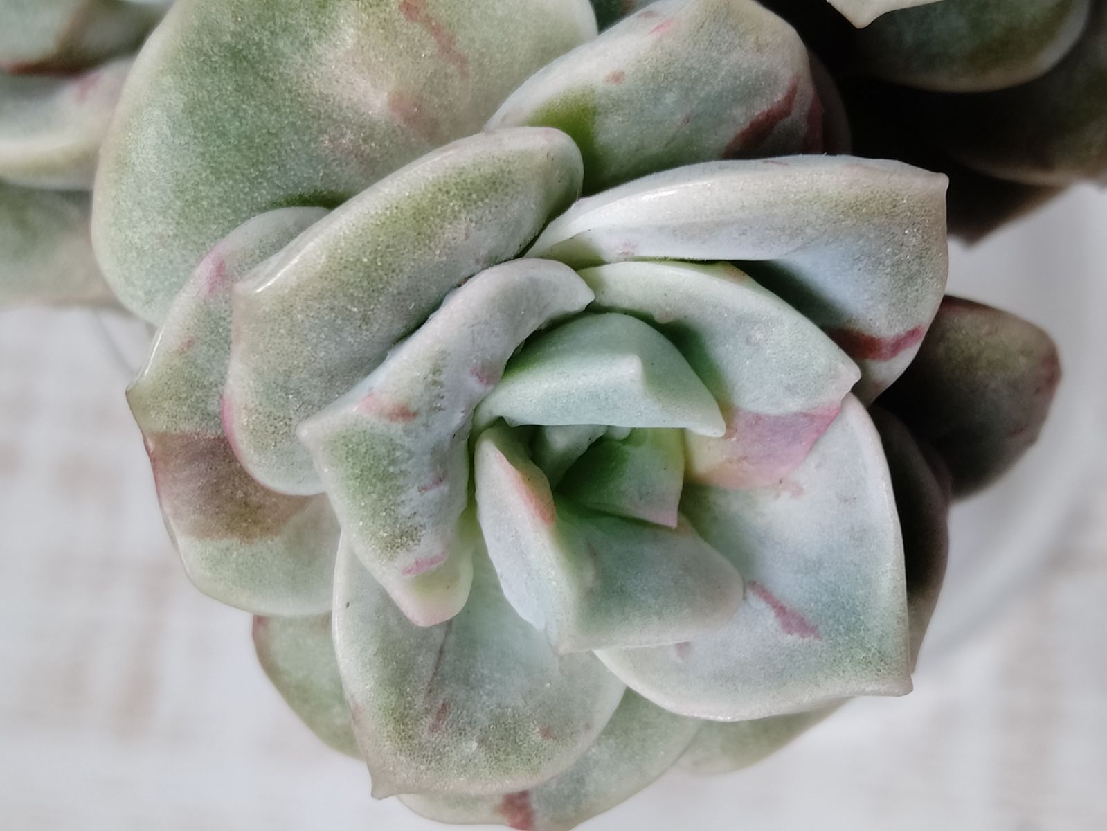 ラブリーローズ錦 赤 B 分離苗 多肉植物 - メルカリ