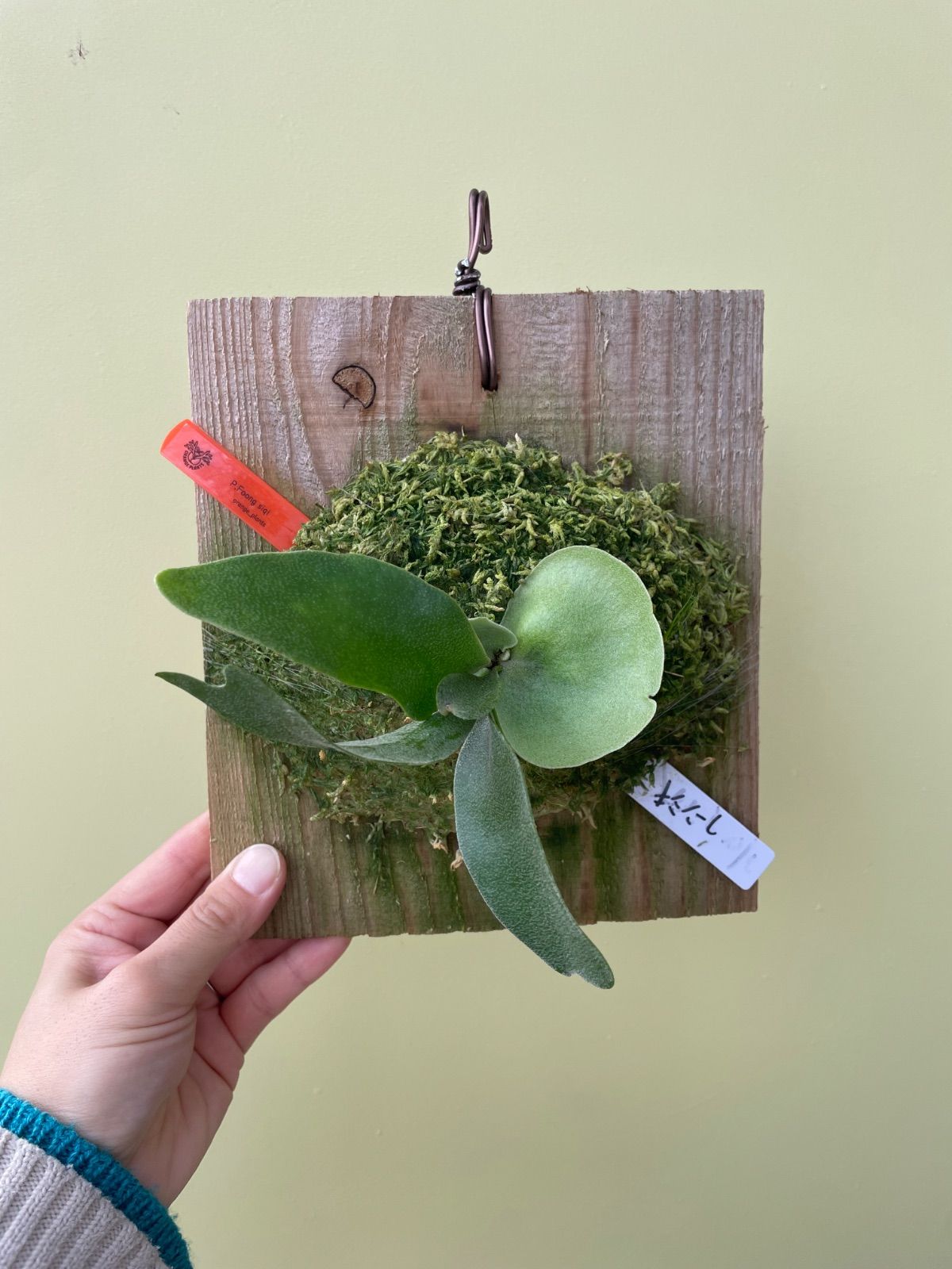 ビカクシダ フーンシキ P.Foong siqi - メルカリ