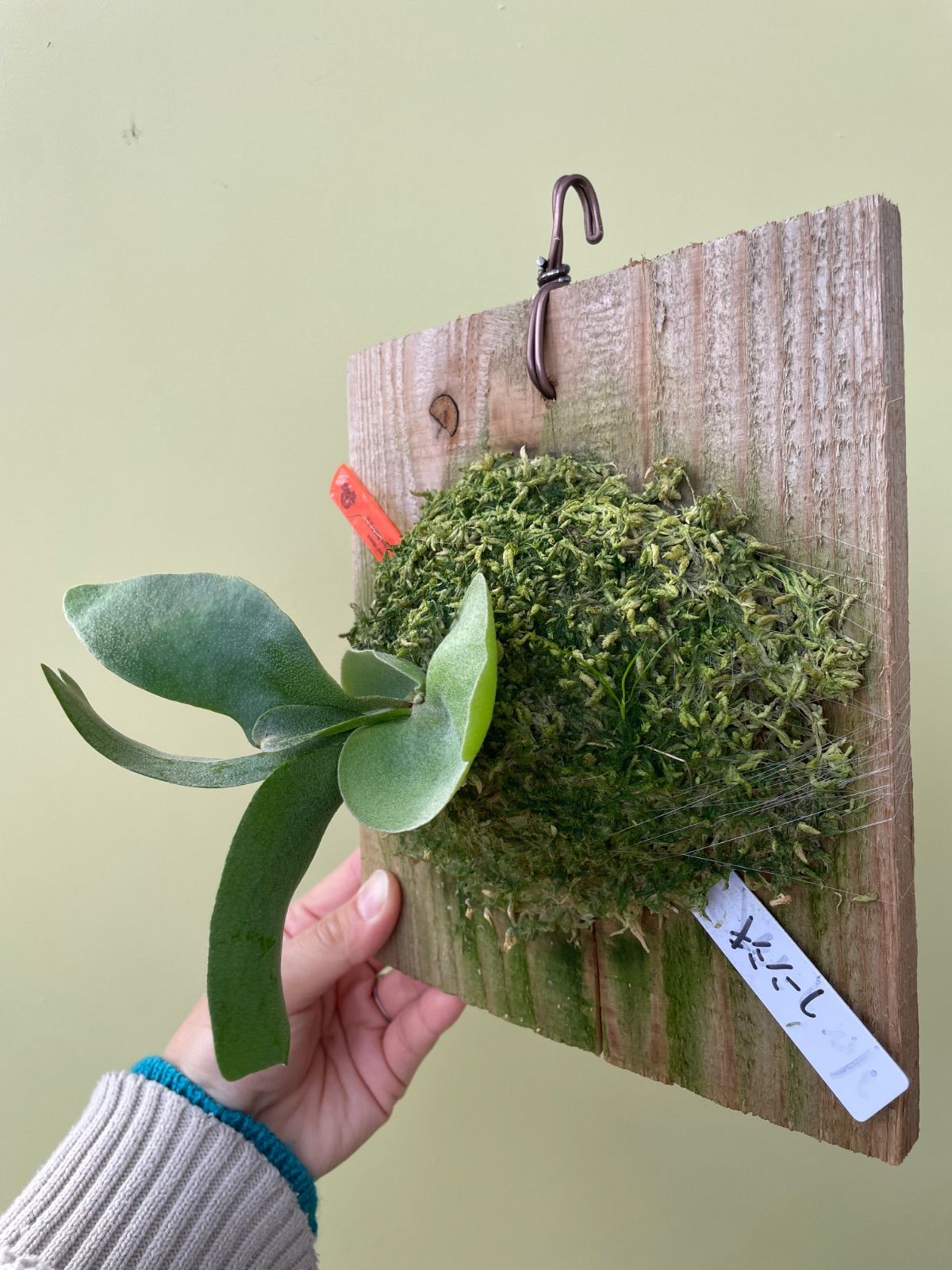 P. foong siqi 観葉植物 IMAMA産 ビカクシダ