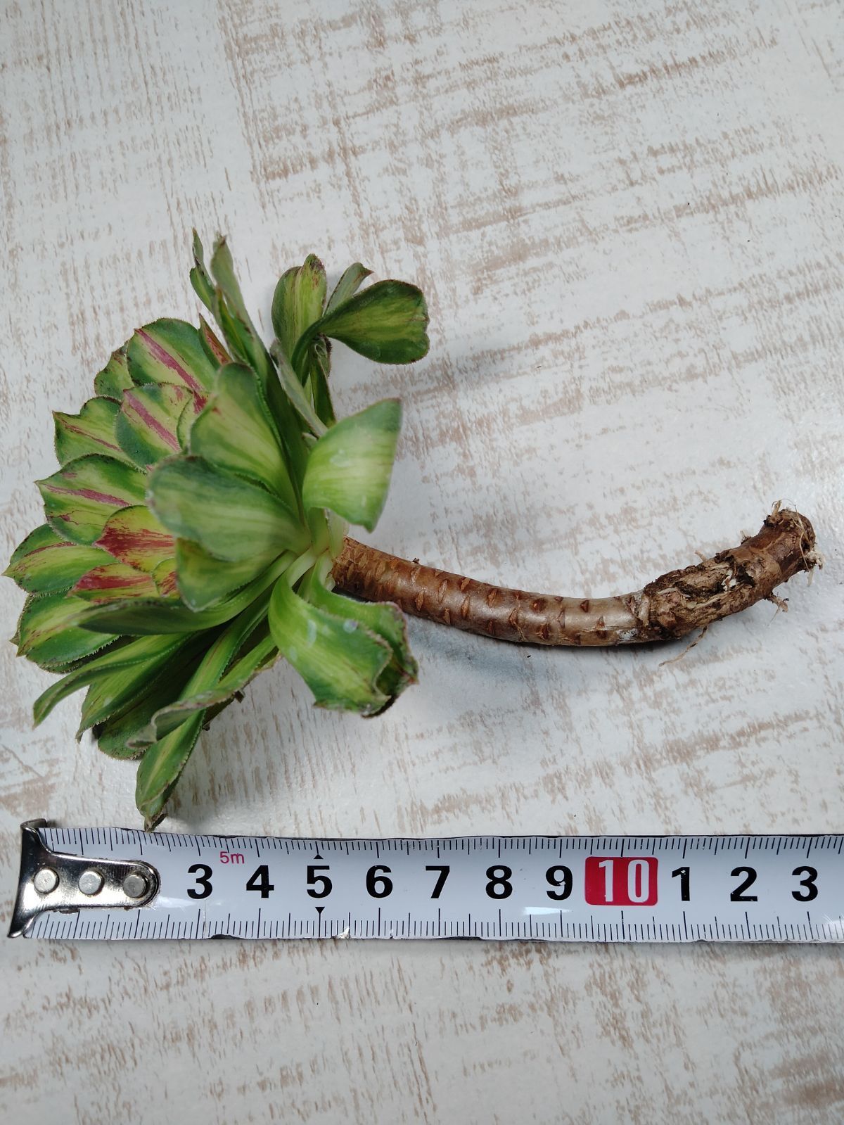 メルカリ便　アエオニウム　ヤヌス錦　韓国苗 アエオニウム ヤヌス錦 多肉植物 - メルカリ