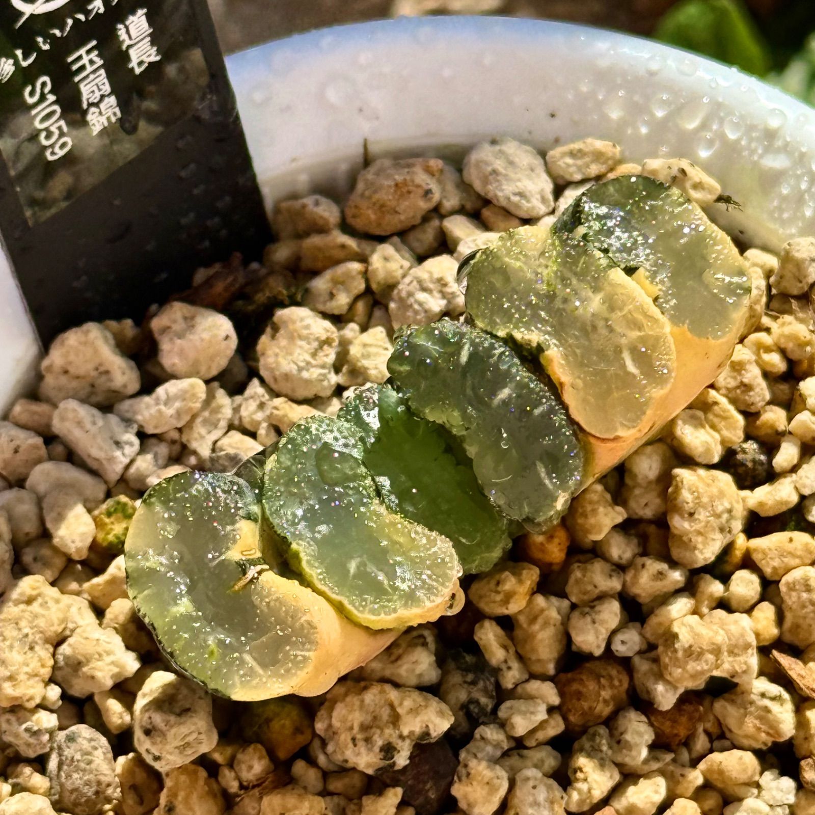 初売りセール 道長玉扇錦 S1059 - メルカリ