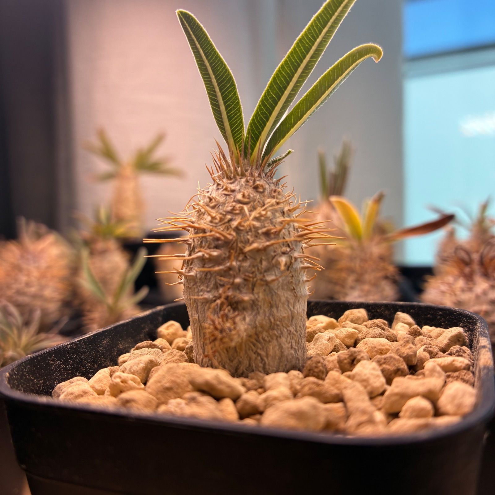 塊根植物】パキポディウム グラキリス 鉢ごと発送 送料無料 #226