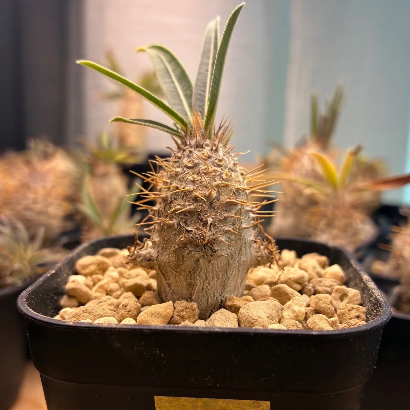 塊根植物】パキポディウム グラキリス 鉢ごと発送 送料無料 #226