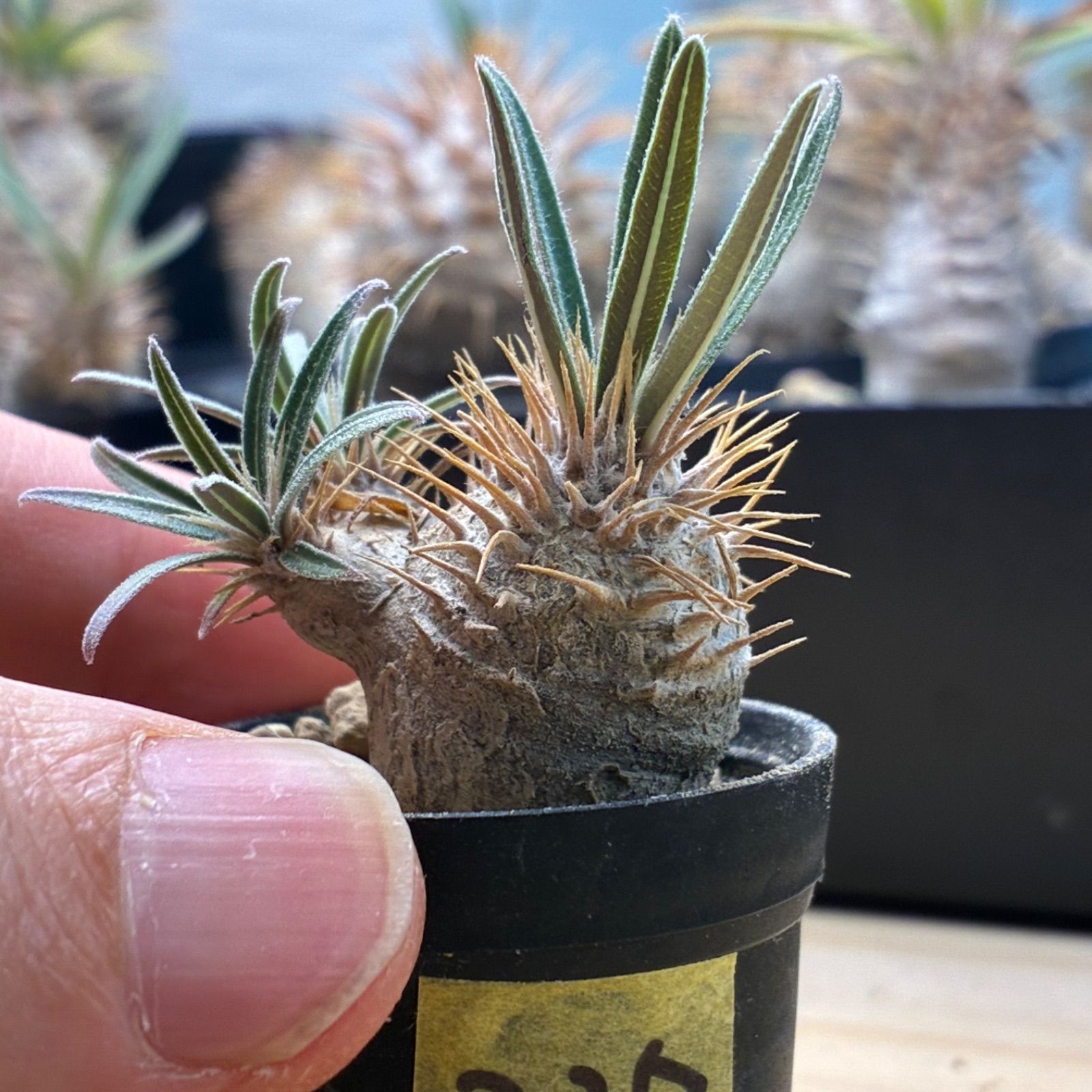 塊根植物】パキポディウム グラキリス 鉢ごと発送 送料無料 #227