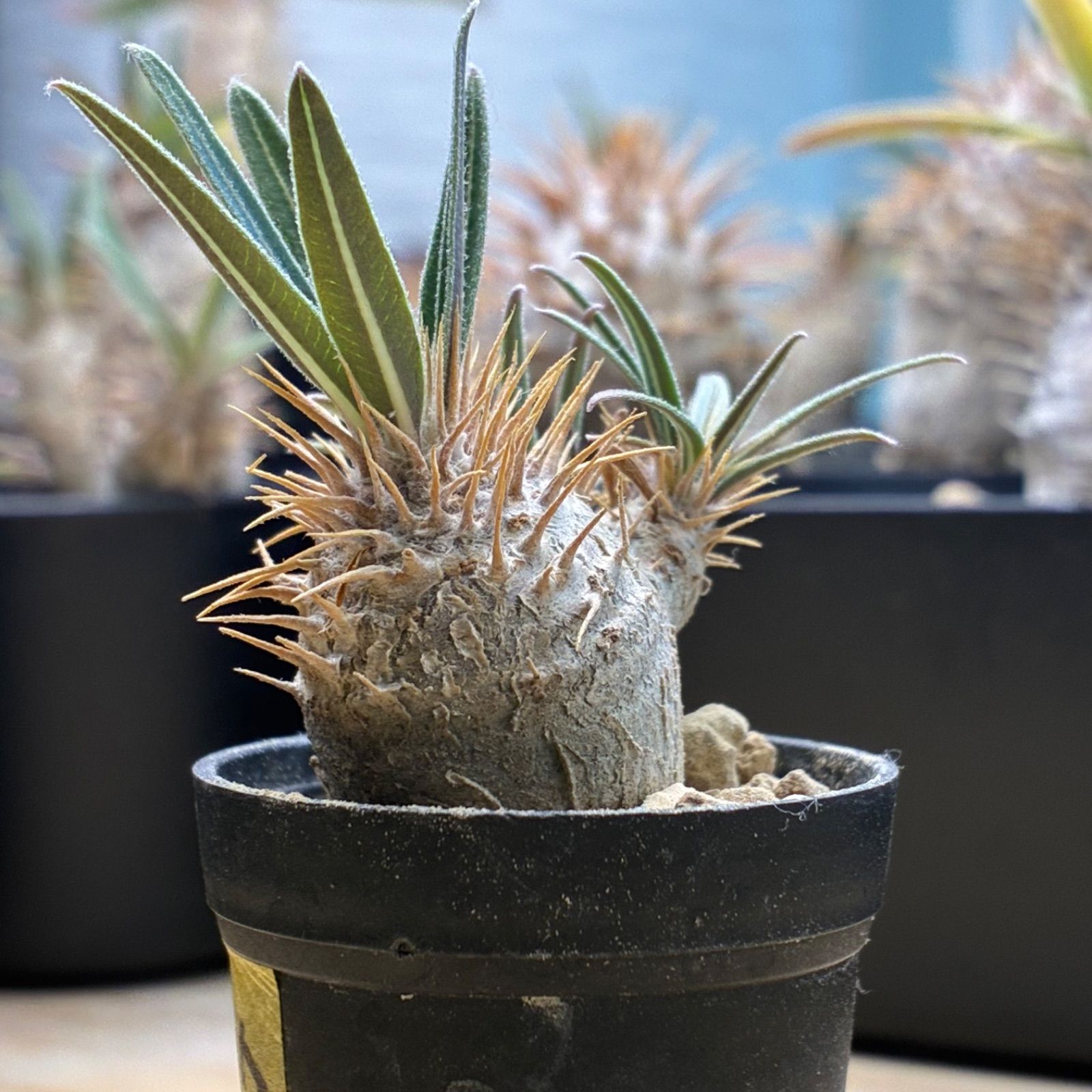 塊根植物】パキポディウム グラキリス 鉢ごと発送 送料無料 #227