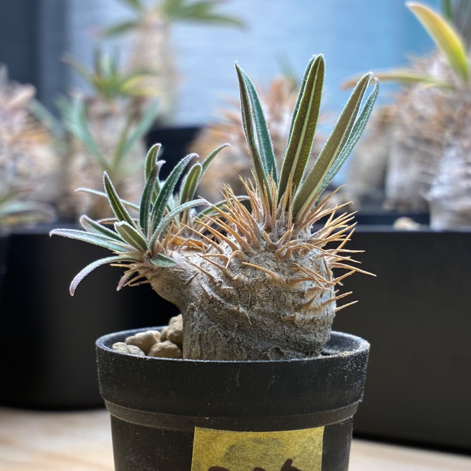 塊根植物】パキポディウム グラキリス 鉢ごと発送 送料無料 #227