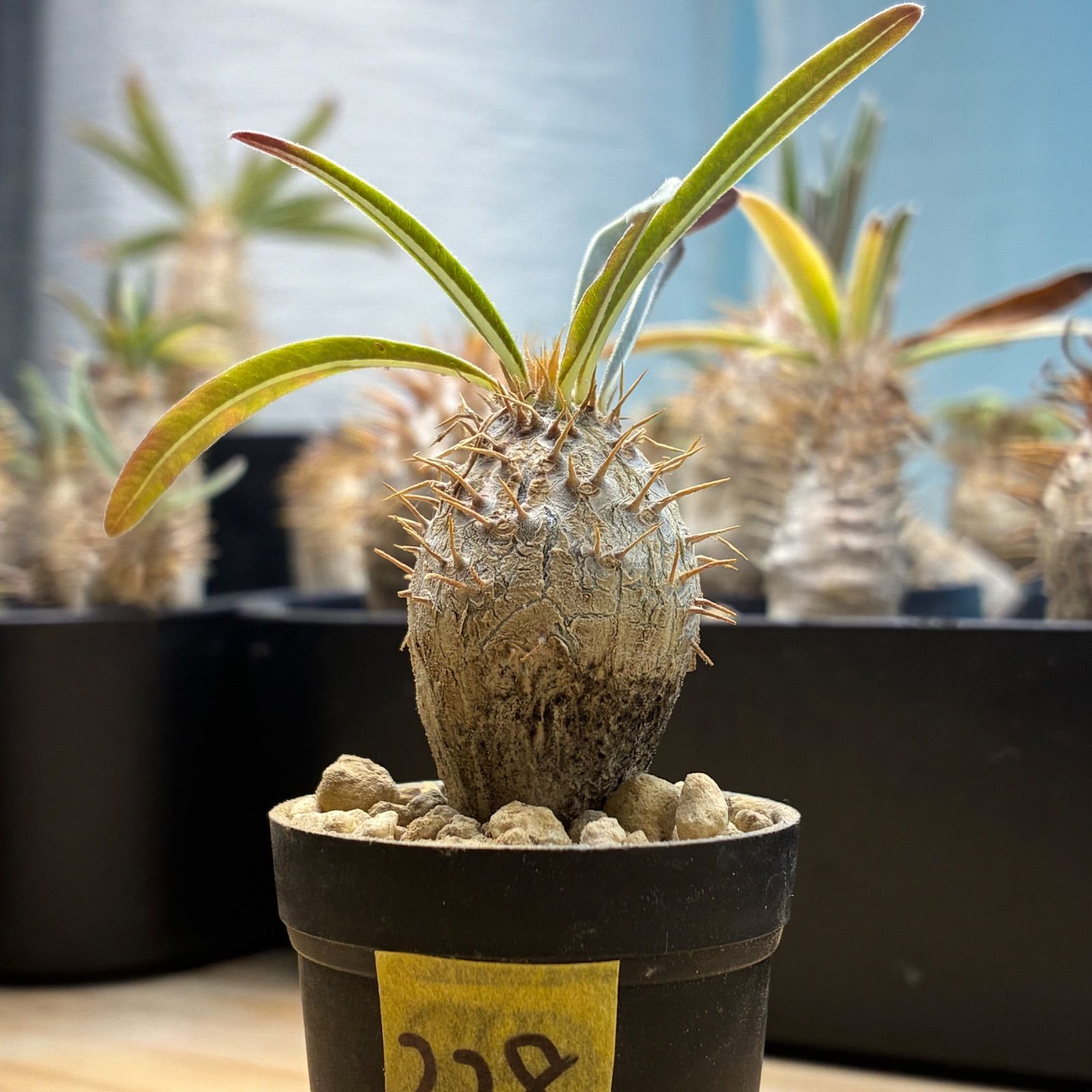 塊根植物】パキポディウム グラキリス 鉢ごと発送 送料無料 #228