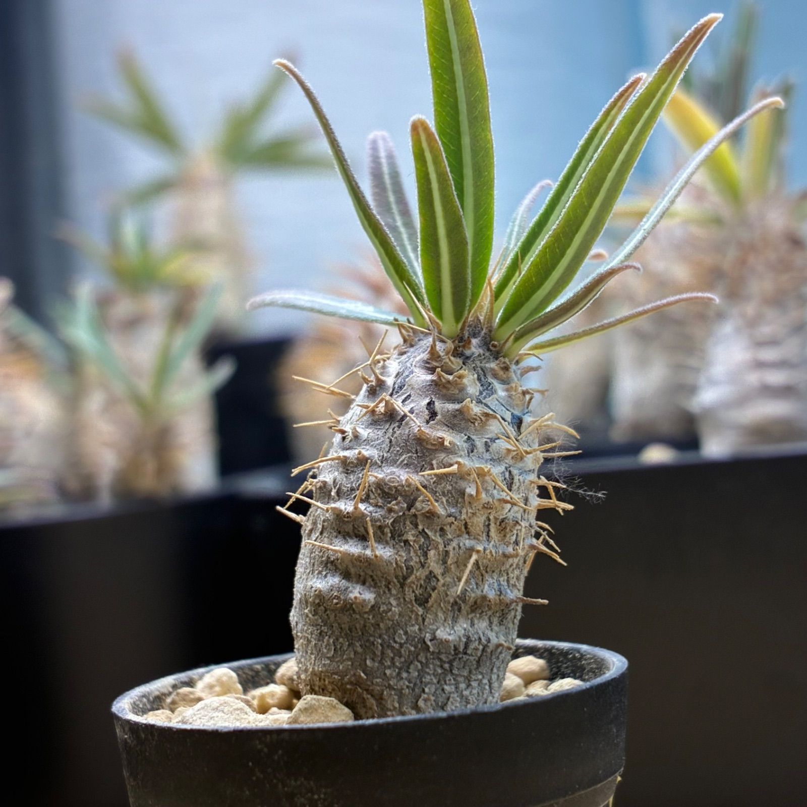 パキポディウムグラキリス現地球 特大株 現品鉢ごと発送メルカリ便 パキポディウム・現地球グラキリス(鉢付き)※発根済み パキポディウム