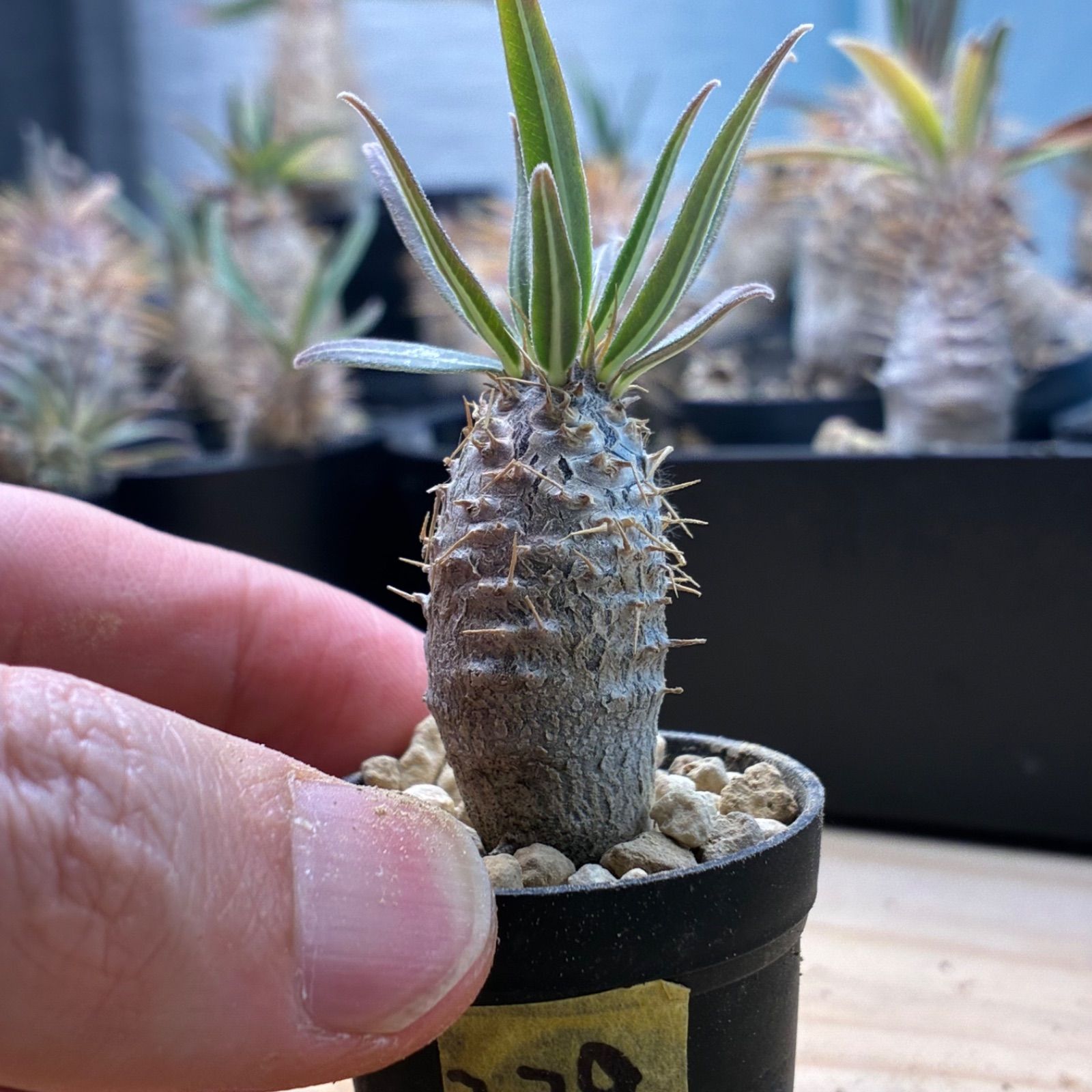 塊根植物】パキポディウム グラキリス 鉢ごと発送 送料無料 #229